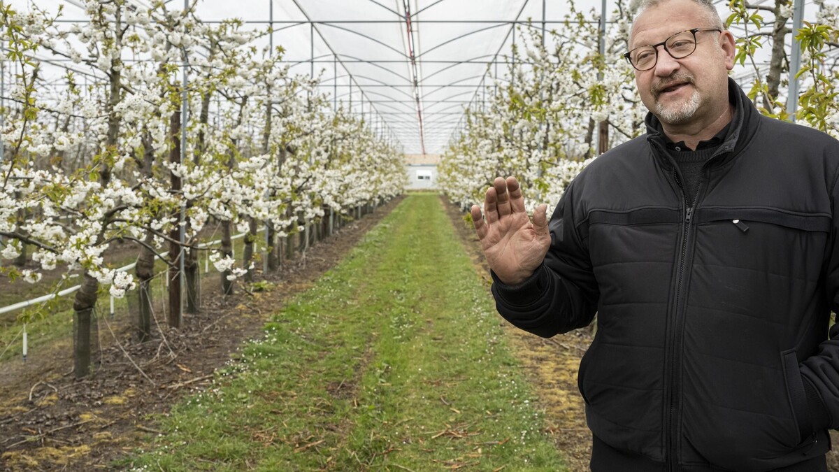 Vrieskou, sneeuw en wind doen fruitteelt mogelijk volledig mislukken ...