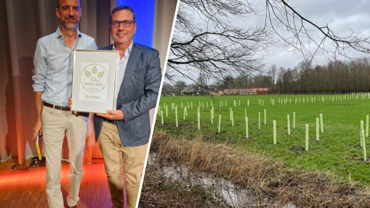 Bornem plantte 10% van nieuw bos aan in provincie Antwerpen | GVA