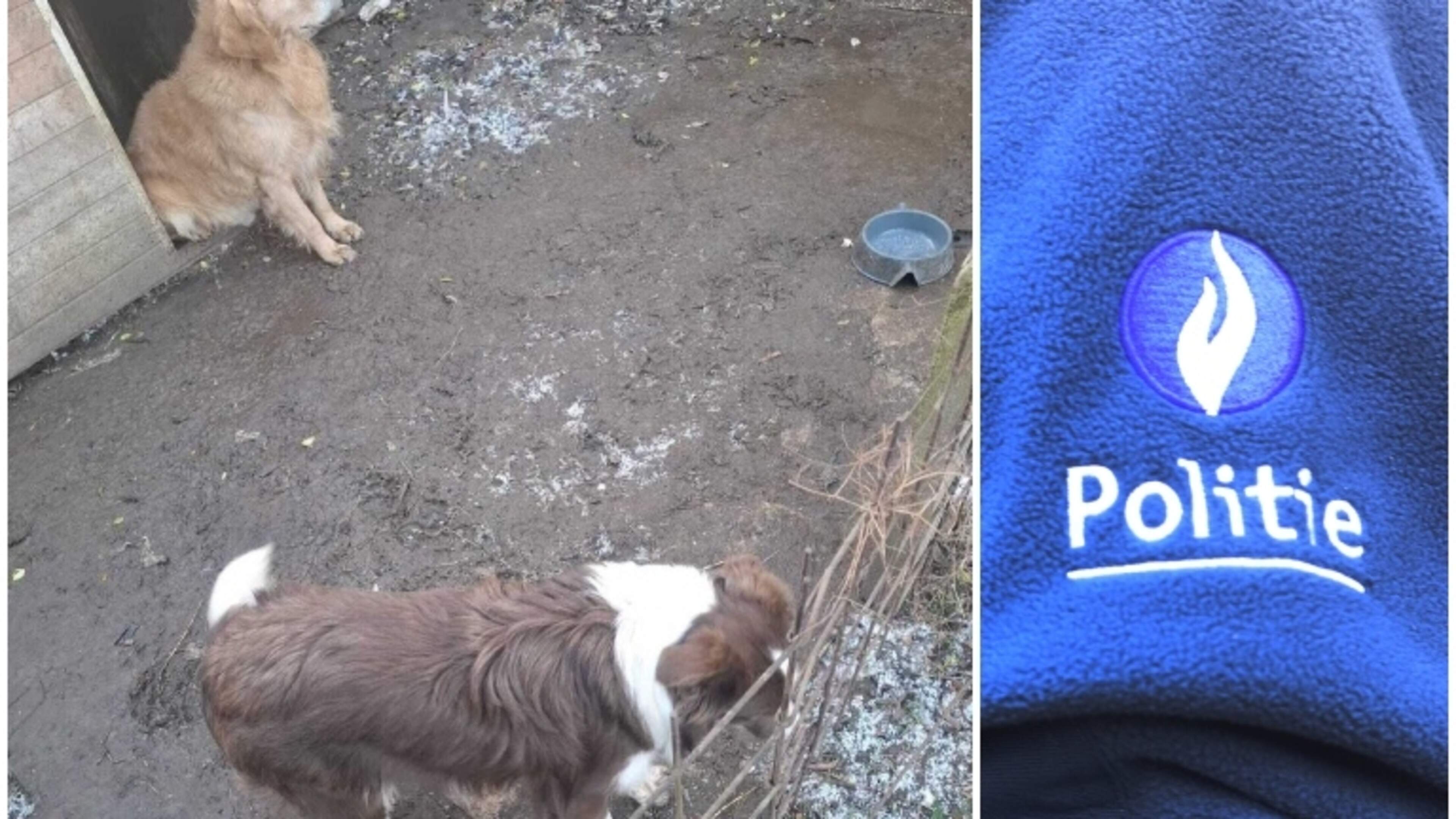 Politie neemt verwaarloosde honden in beslag in Ekeren: “Ze zaten tussen grote hoeveelheden uitwerps