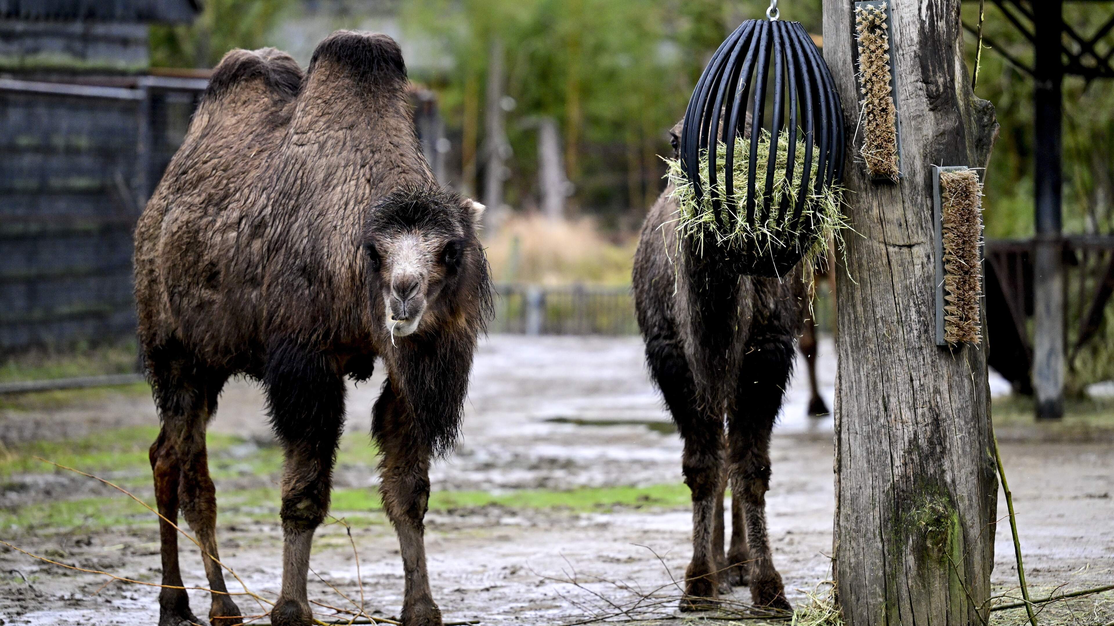 Zoo Planckendael staat centraal in ‘Het echte leven in de zoo’