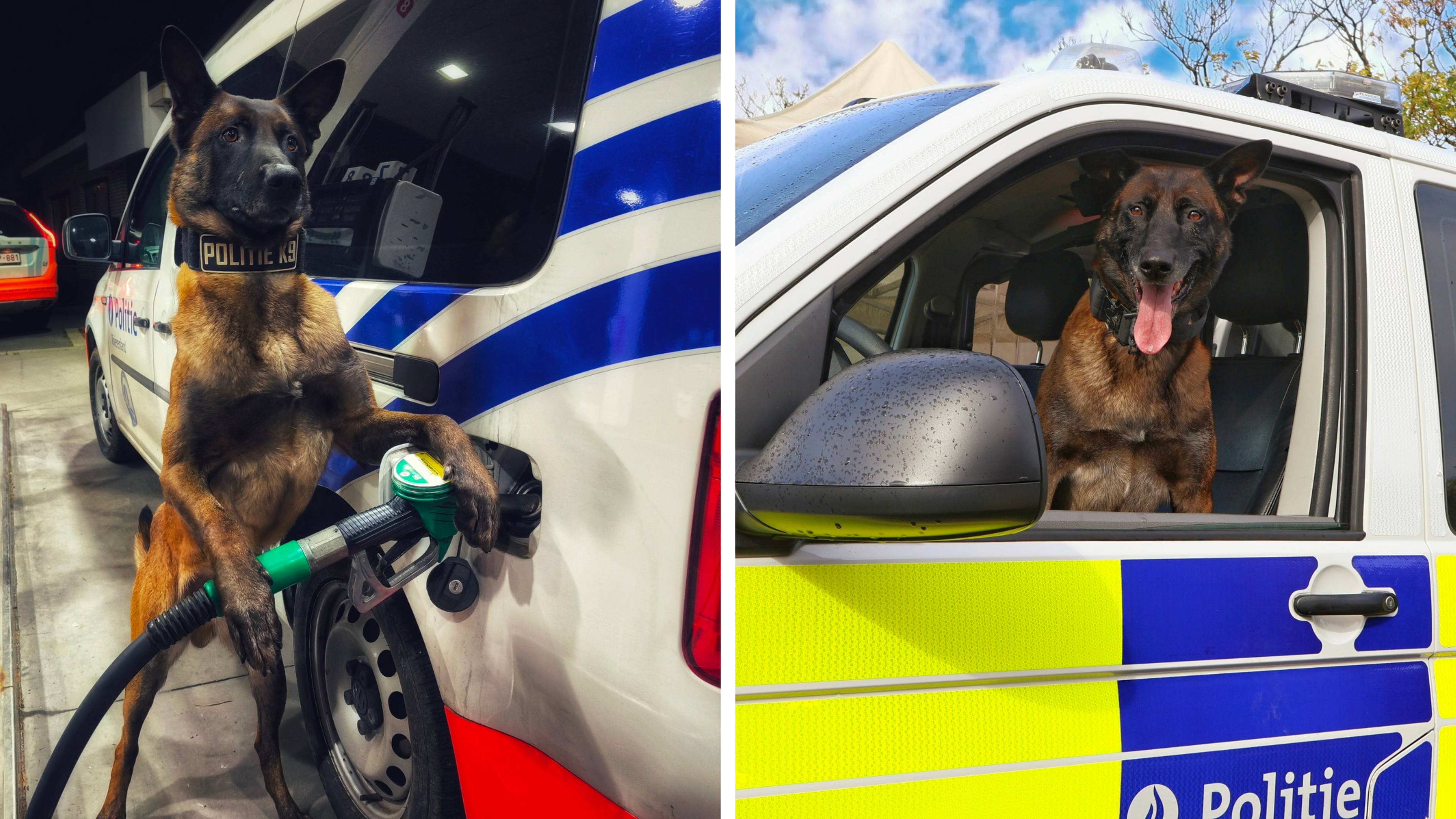 Tankende politiehond steelt de show op sociale media: “Ze maken volwaardig deel uit van ons korps”