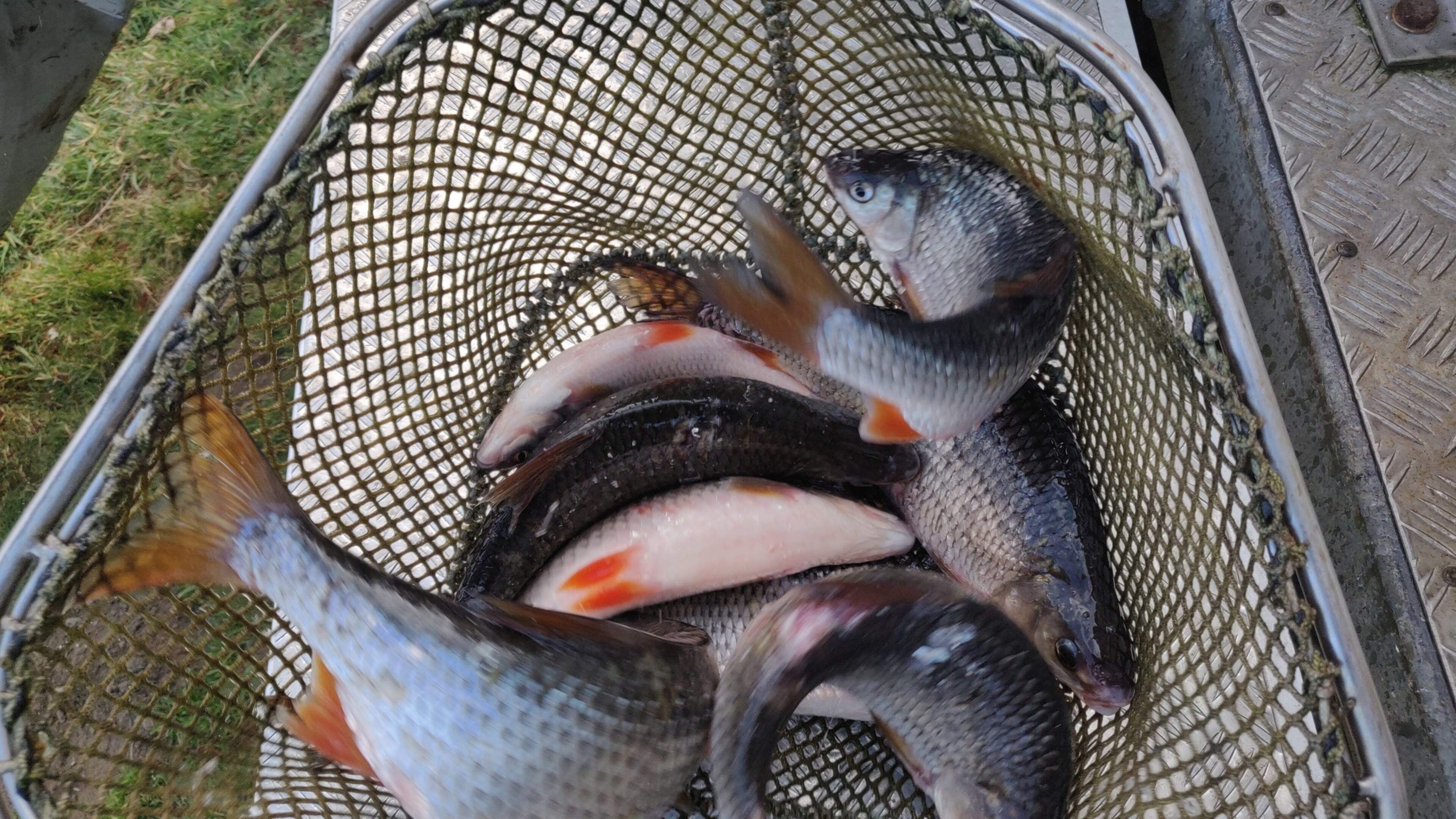 Gemeente Nijlen start verkoop visverlof voor Kessel Fort