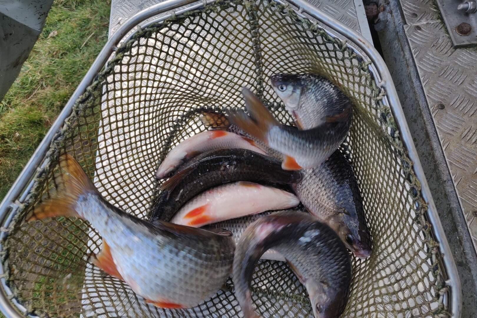 Gemeente Nijlen start verkoop visverlof voor Kessel Fort | GVA