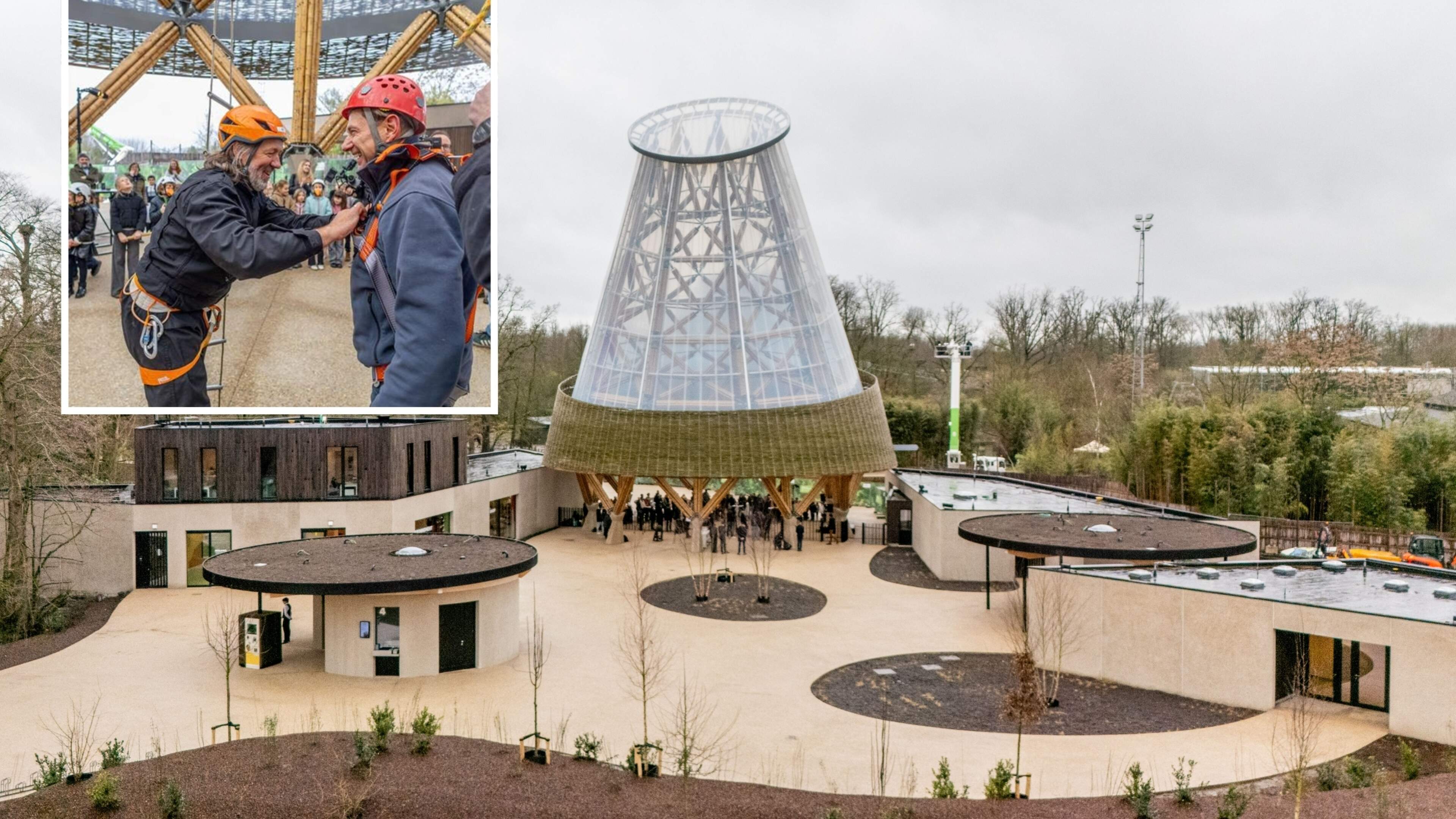 Planckendael pakt uit met 28 meter hoge bamboetoren, directeur klimt voor de gelegenheid zelf naar d