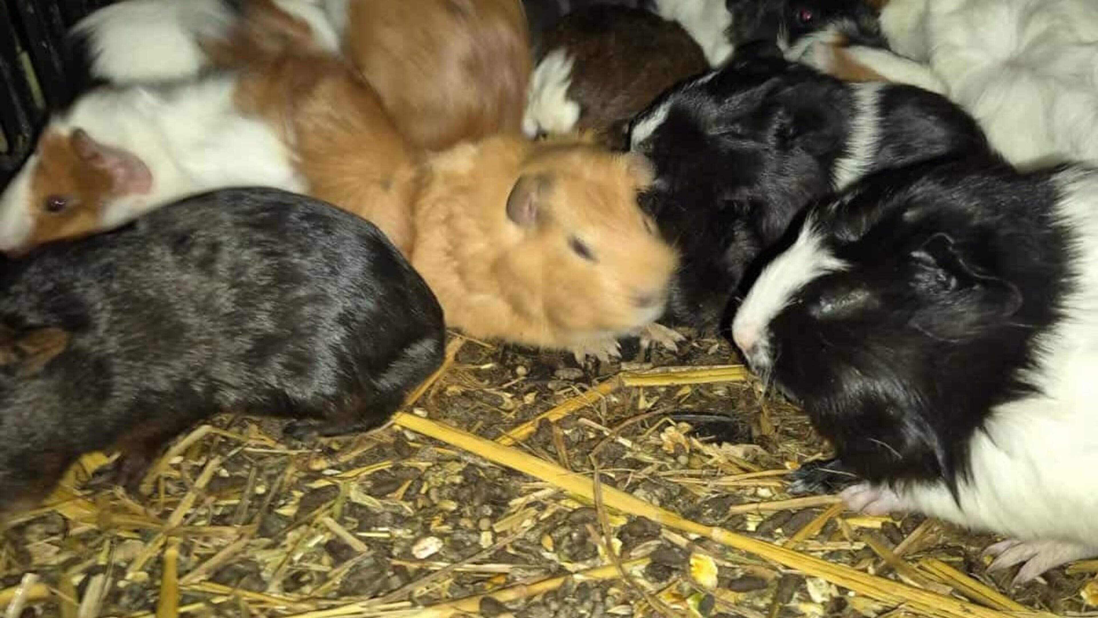 “Dichtgeplakte oogjes, schurft, schimmel en diarree”: Balens opvangcentrum ontfermt zich over zestig