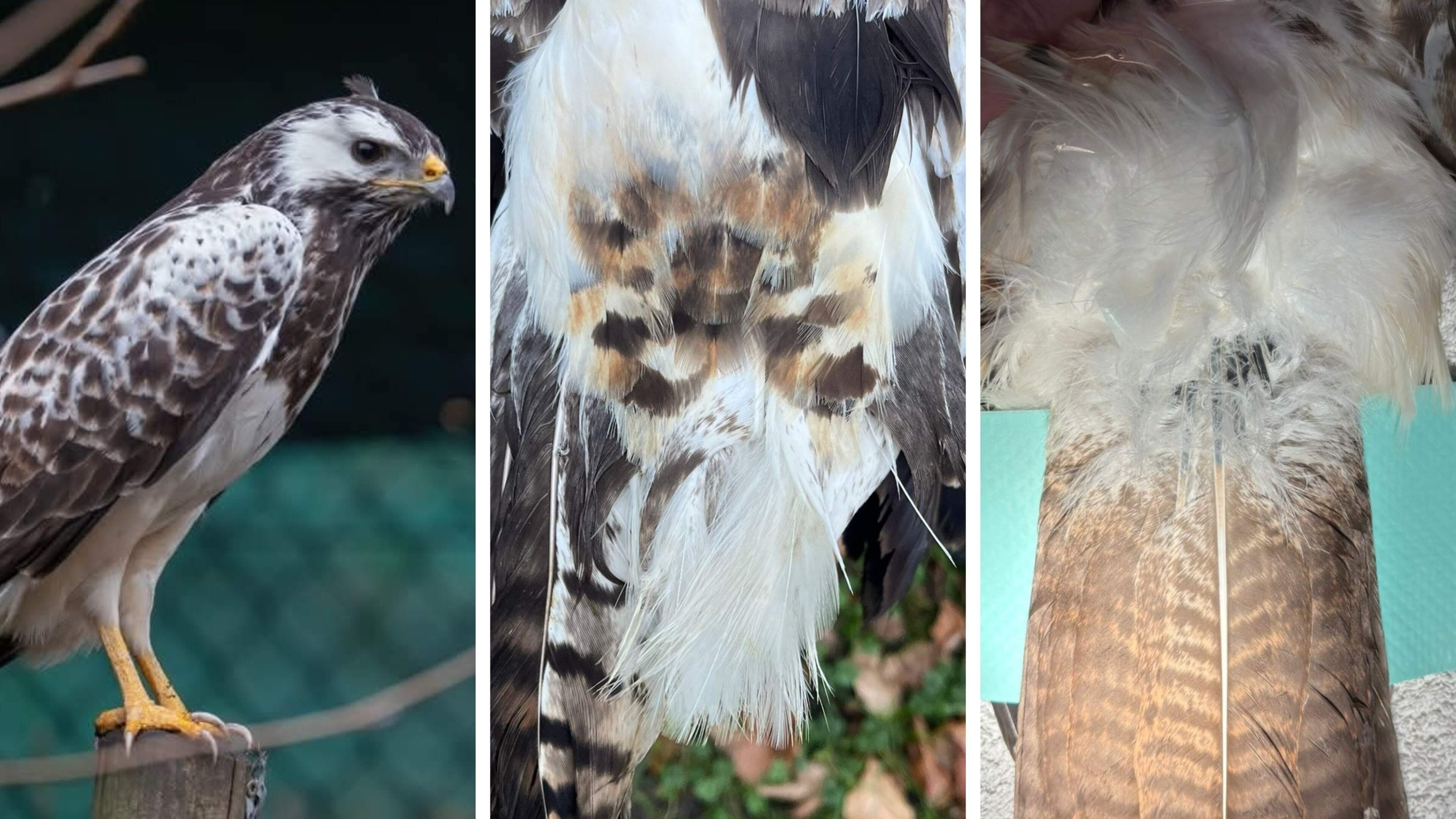 Neergeschoten buizerd in Kapellen kan weer vliegen dankzij staart van donor: “Blij met match van dod