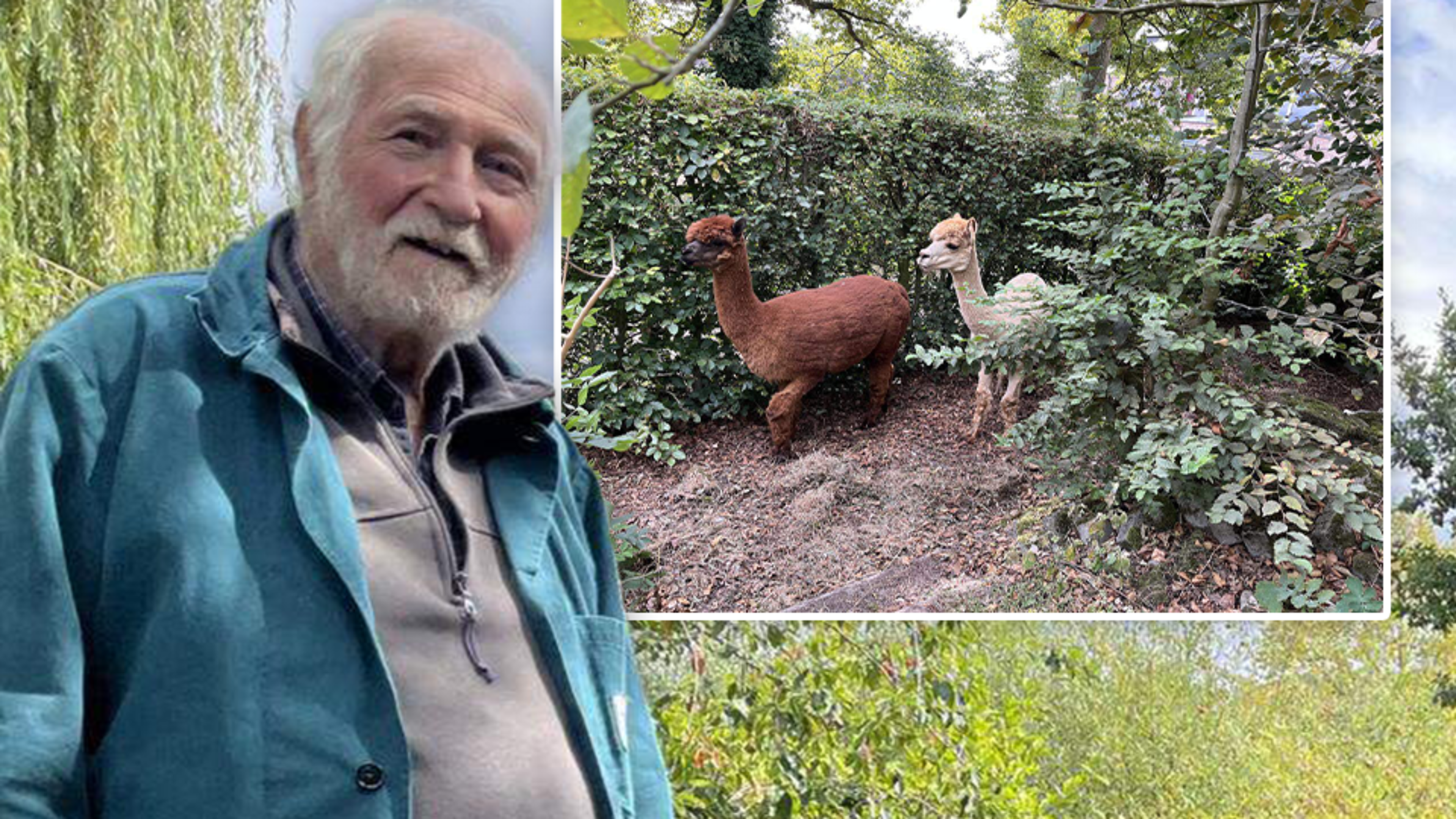 Alpacahouder stapt naar vrederechter omdat gemeente bomen niet wil snoeien: “Eikels die in de weide 