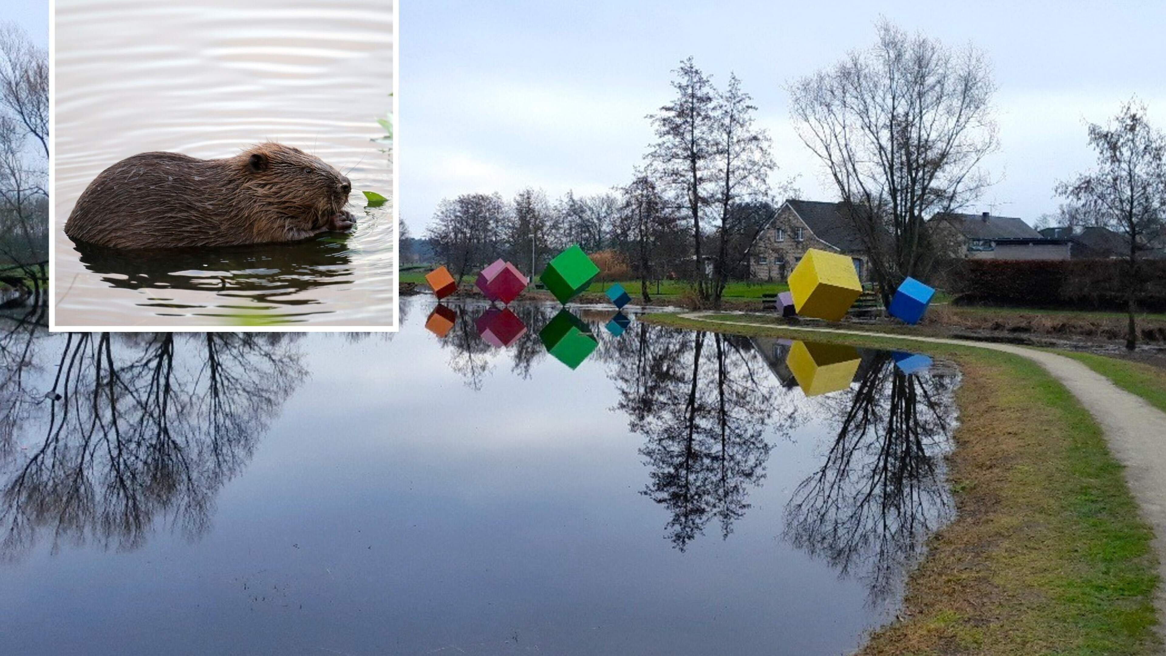 Bevers zetten fiets- en wandelpad onder water met reusachtige dam: “Het zijn harde werkers”