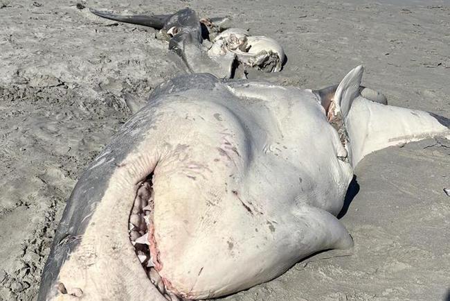 Wanneer toproofdier prooi wordt: witte haai spoelt doormidden gebeten