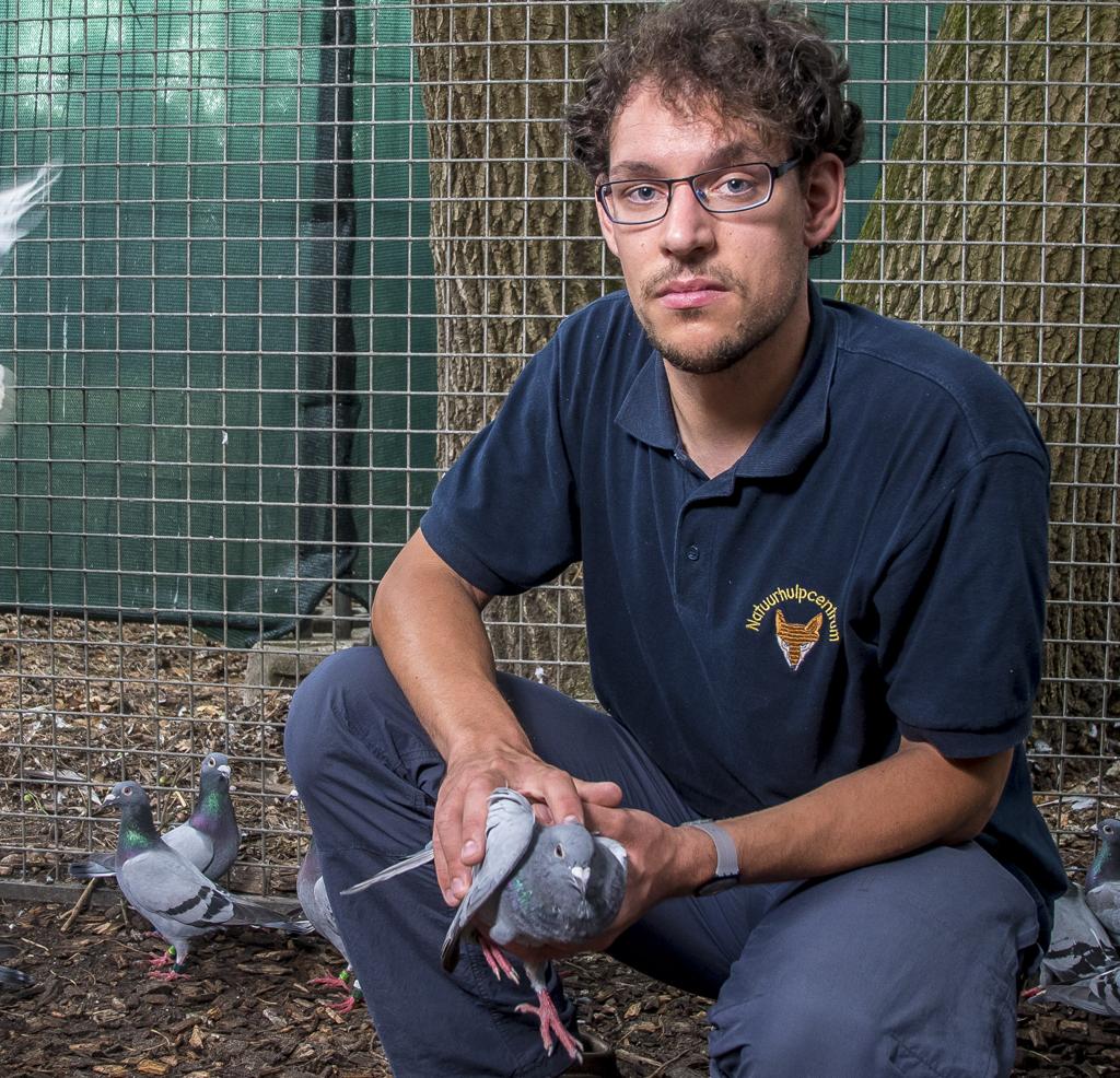 Opvangcentra Zijn Het Beu Duivenmelkers Halen Verloren Gevlogen Duiven