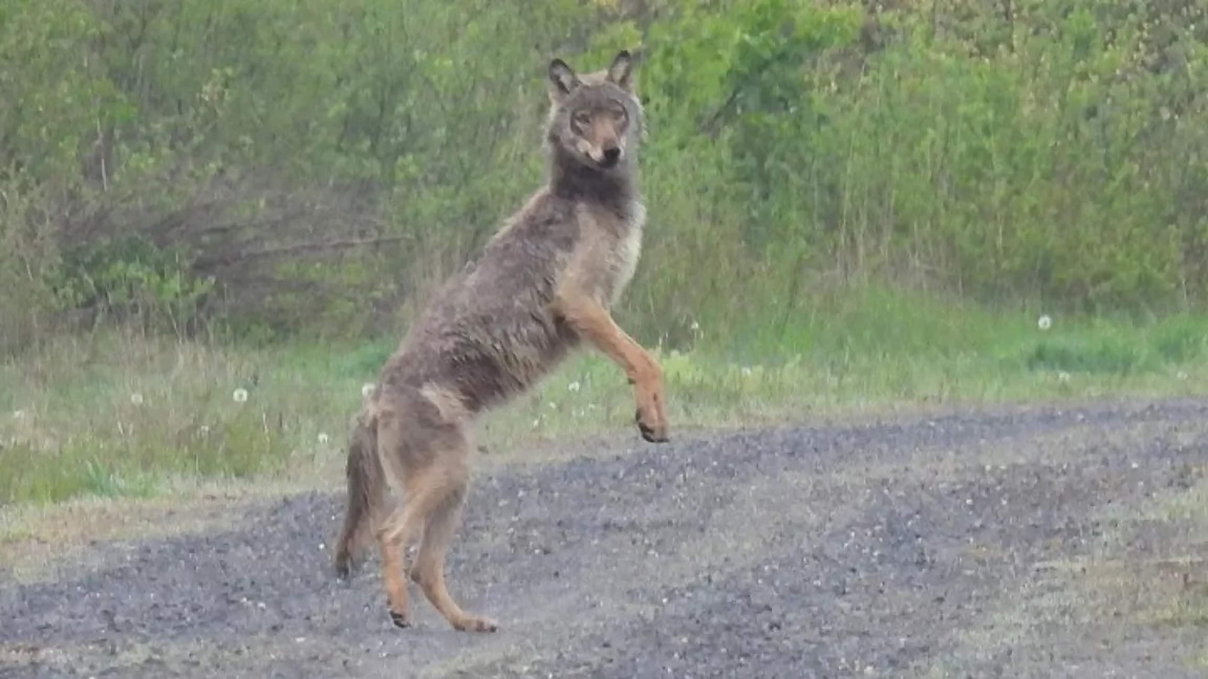 Politie grijpt in bij onrust rond ‘herdenking’ wolf Bram in Nederlandse Renswoude