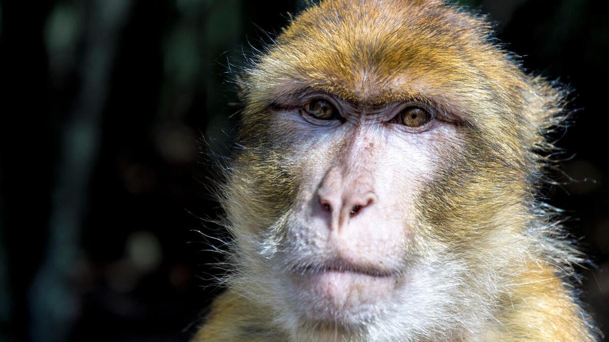 Schotse zoo al drie dagen tevergeefs op zoek naar ontsnapte aap: “We ...