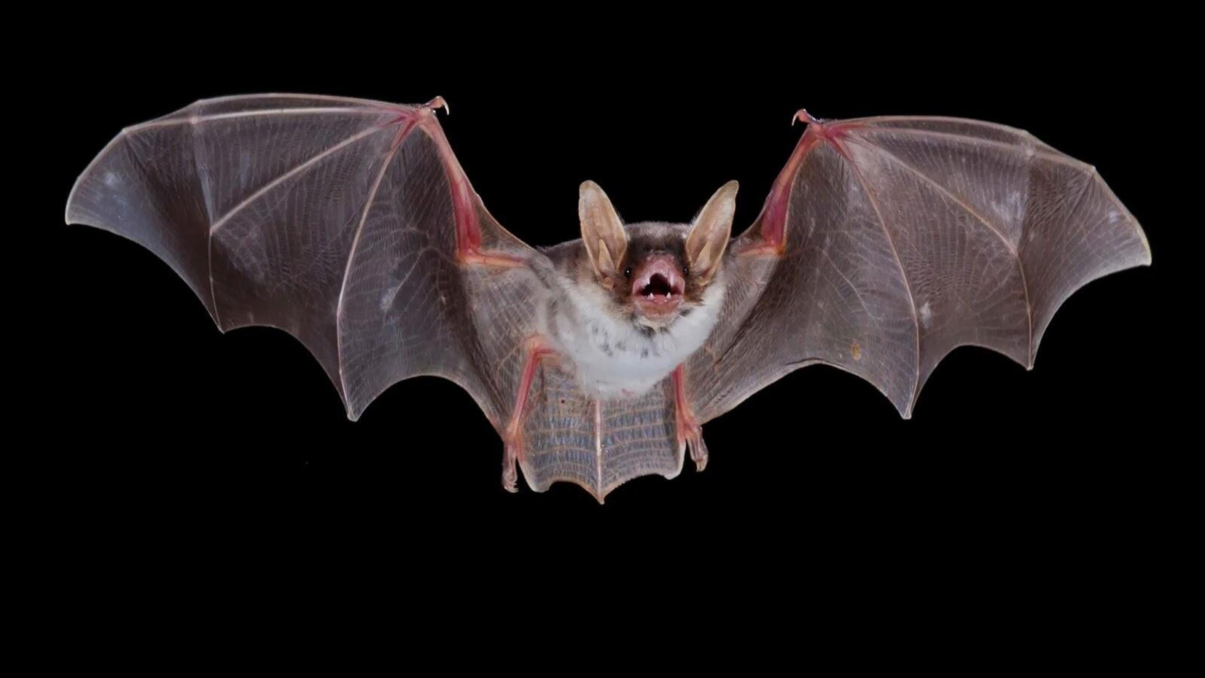 Luister naar jachtgebrul via batdetector: vleermuizennacht in fort van Oelegem