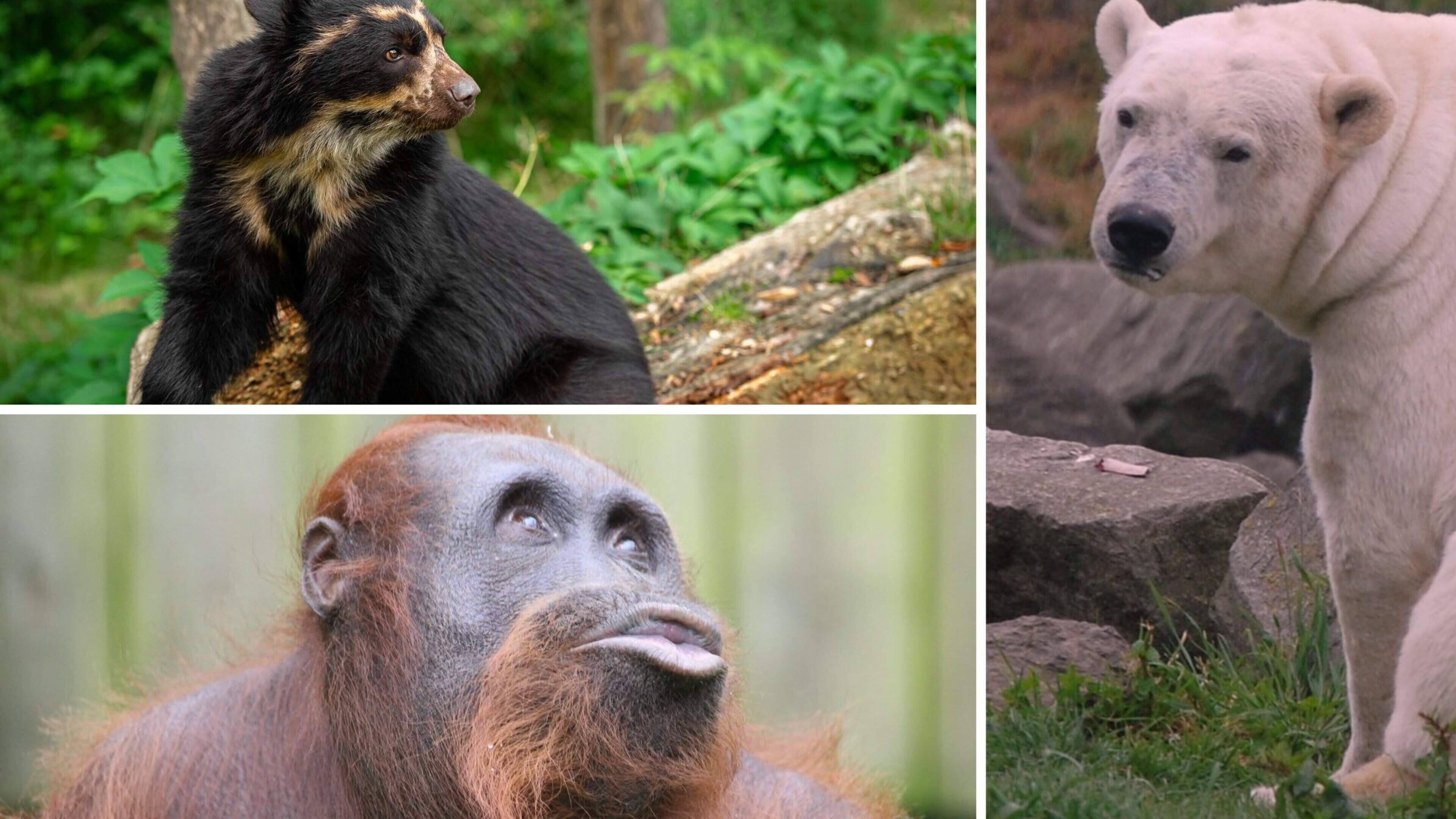 Hoe koppel orang-oetans gescheiden gingen leven: in het spoor van apen en beren die vertrokken uit Zoo Antwerpen