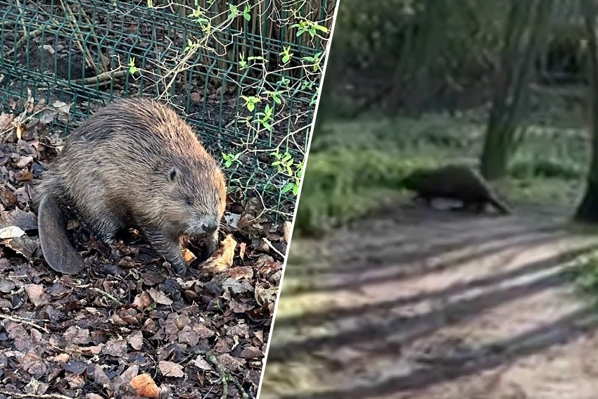 Bever op klaarlichte dag gespot aan parkje op Linkeroever | GVA