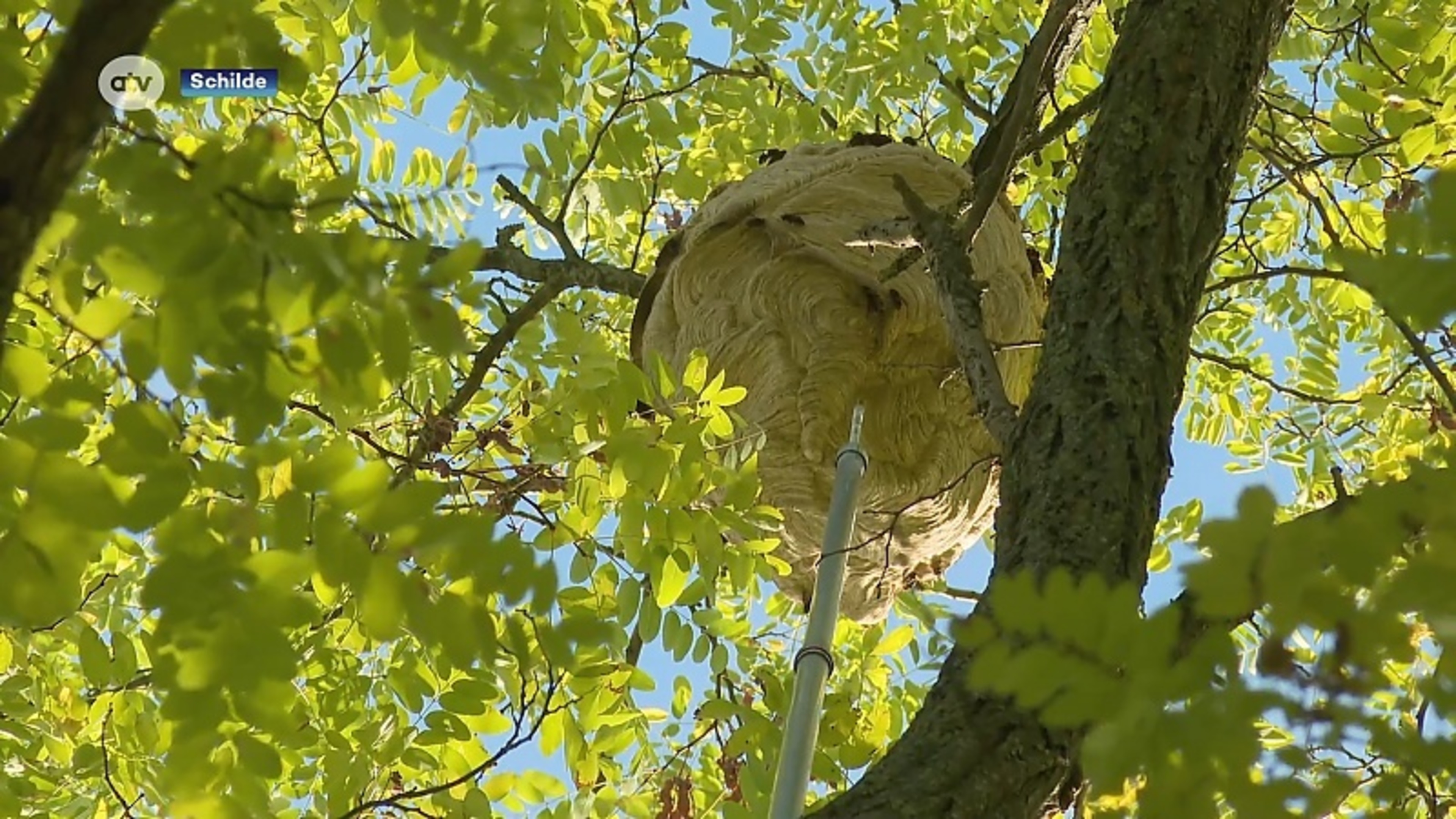Schilde in actie: gemeente betaalt bestrijding Aziatische hoornaar (deels) terug aan inwoners