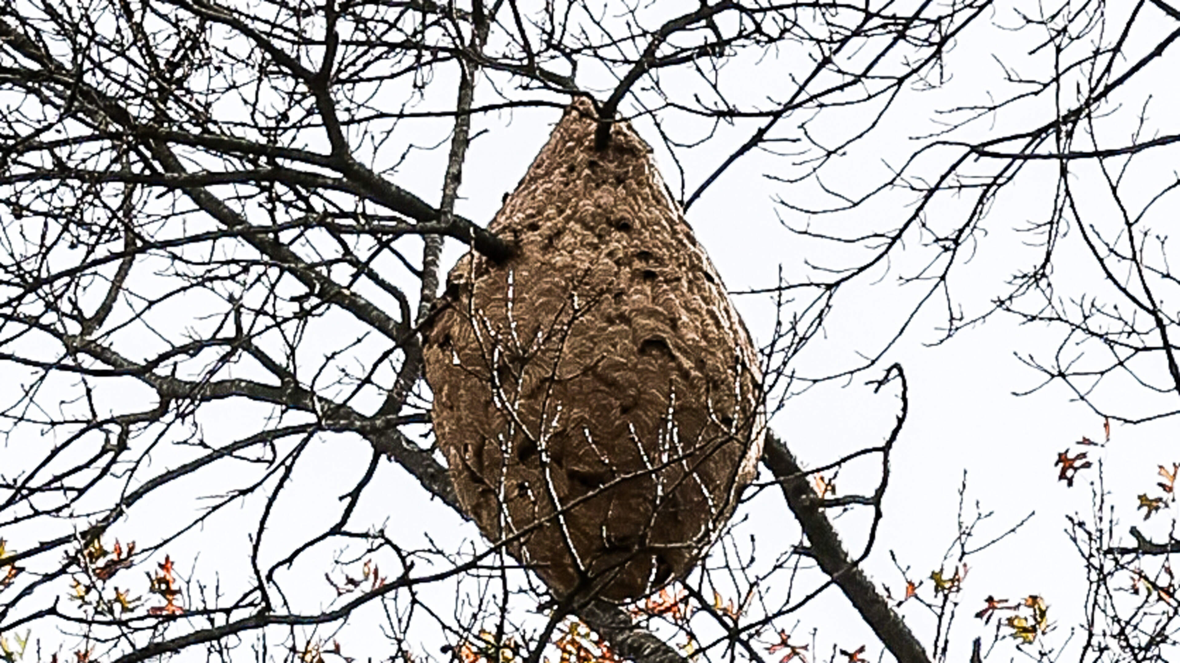 Oud-Turnhout houdt infoavond over Aziatische hoornaar en zoekt extra vrijwilligers voor bestrijding