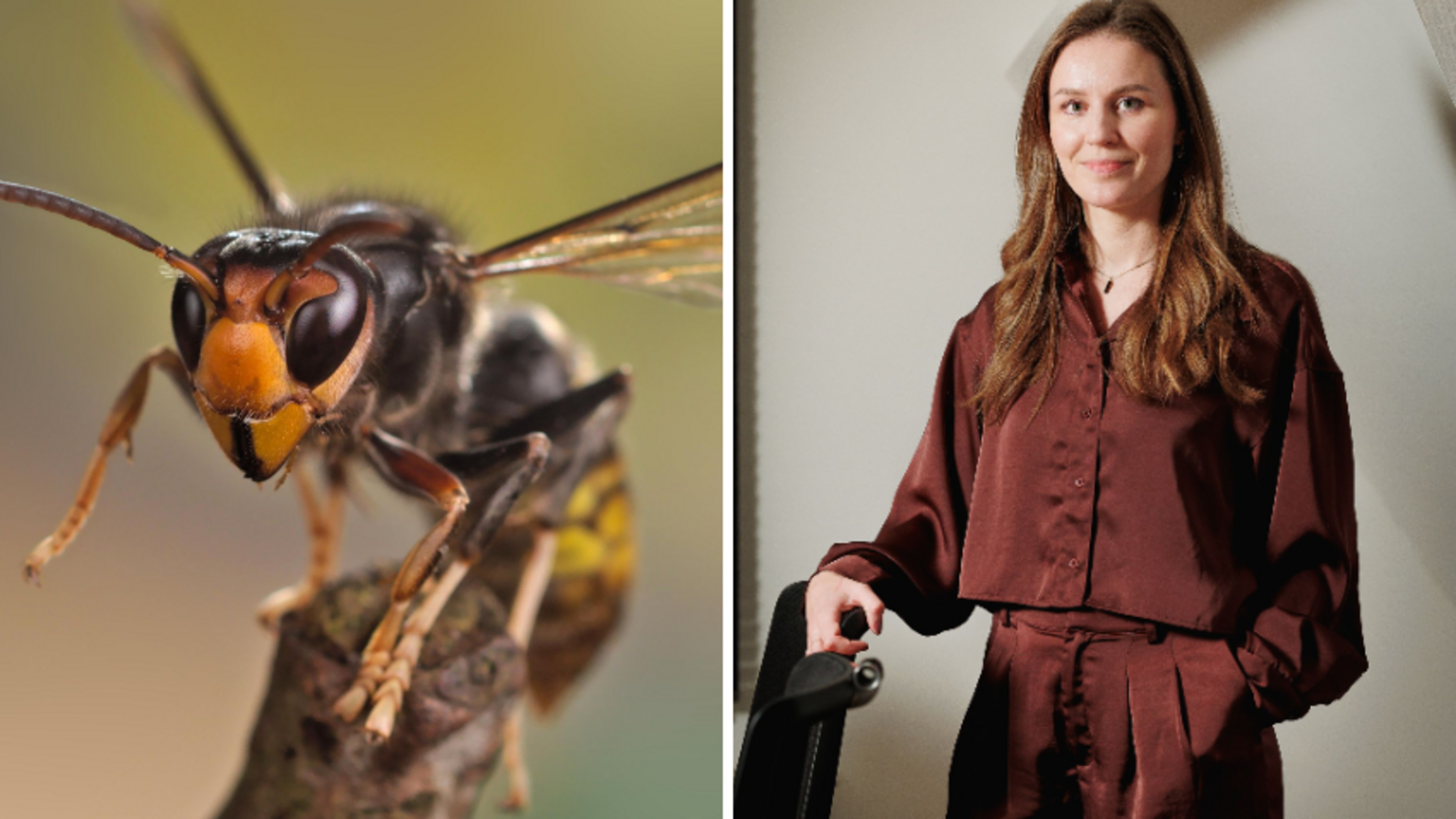 Subsidies voor bestrijding Aziatische hoornaar goedgekeurd, maar er is meteen ook kritiek