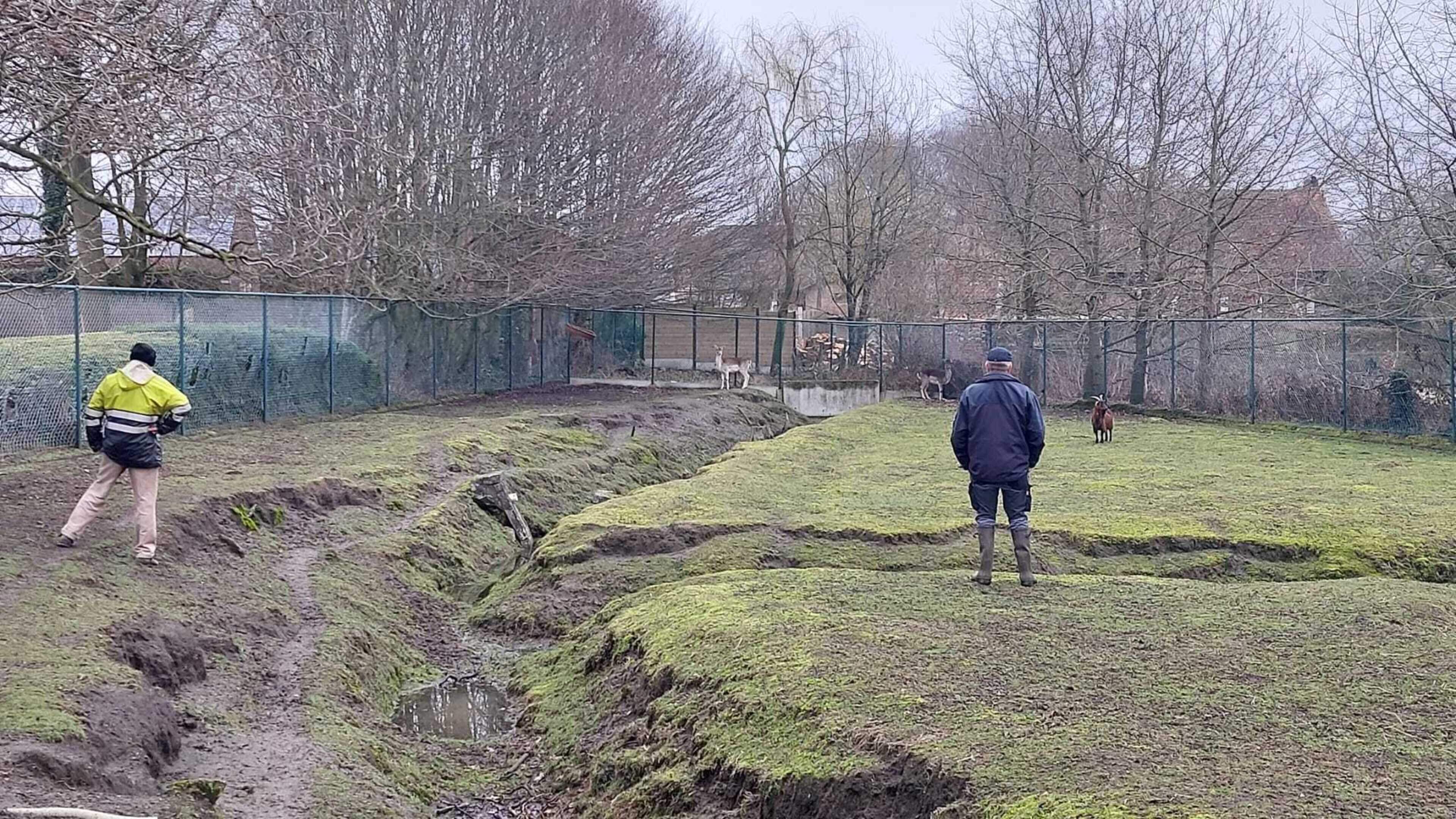 Herten en geiten tijdelijk verhuisd door werken op site Ter Nethe