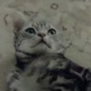Als het aan de kat lag... | HBVL