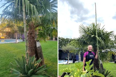 De agave met bloemstengel enkele dagen geleden, en nu. Je ziet de steel met de dag groeien en ook de tweede agave van Cindy ontwikkelt nu een stengel.