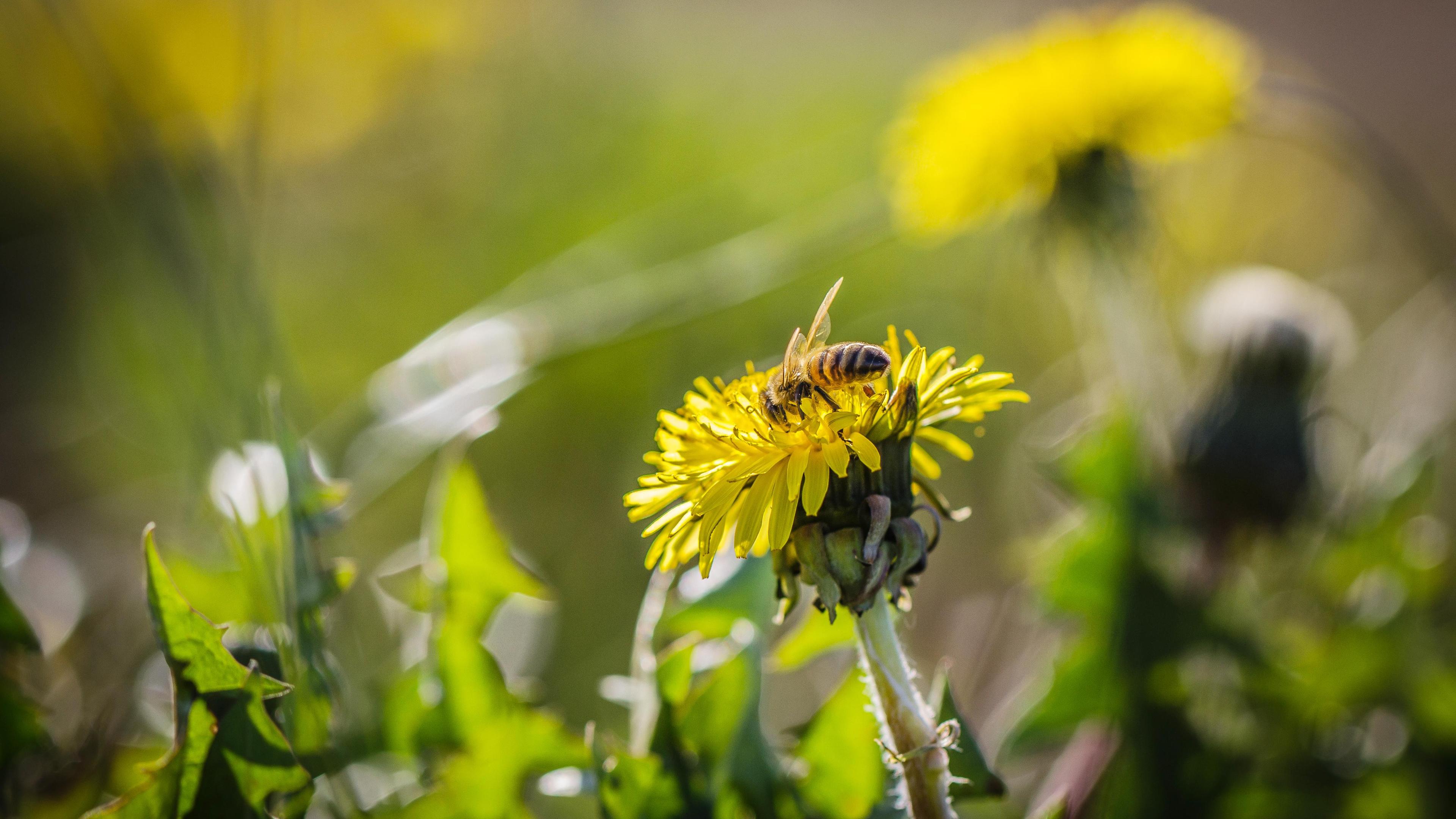 Vlaams Belang Deurne deelt bloemenzaad uit om bijen te helpen