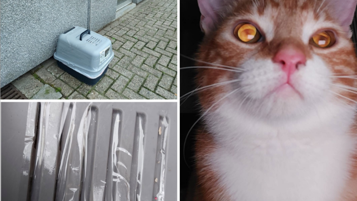“Ventilatieroosters waren afgeplakt met tape”: katje op gruwelijke wijze gedumpt op straat in Boom