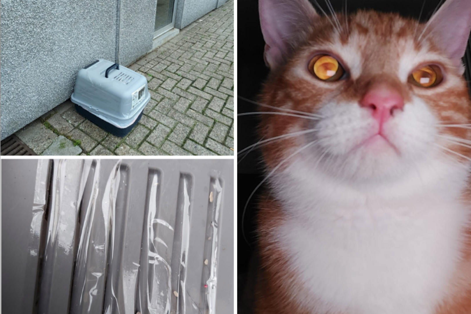 Kater op straat gedumpt in kattenbak met dichtgeplakte ventilatieroosters:  “Hoe wreed kan je zijn?” | Nieuwsblad