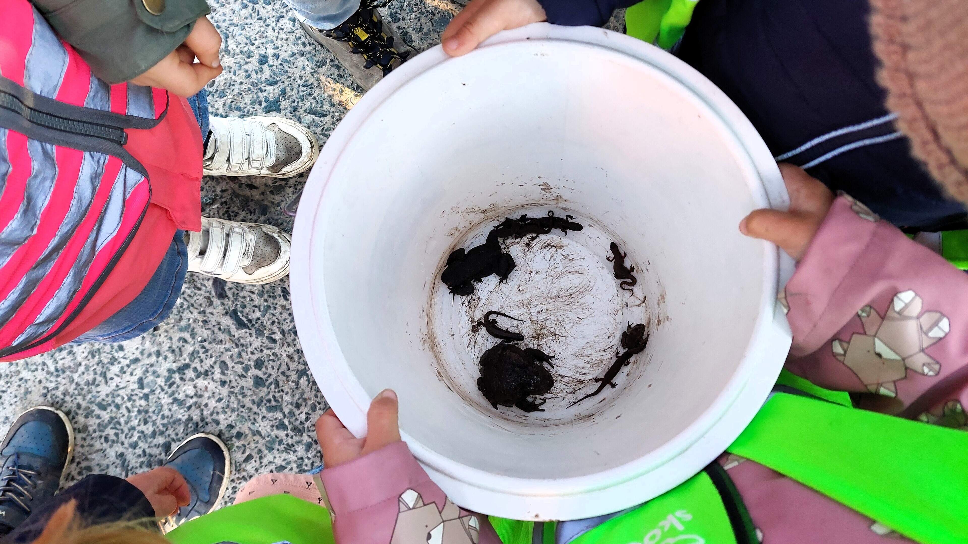 Kleutertjes helpen padden oversteken: “Dankzij vrijwilligers kunnen we honderden dieren redden”