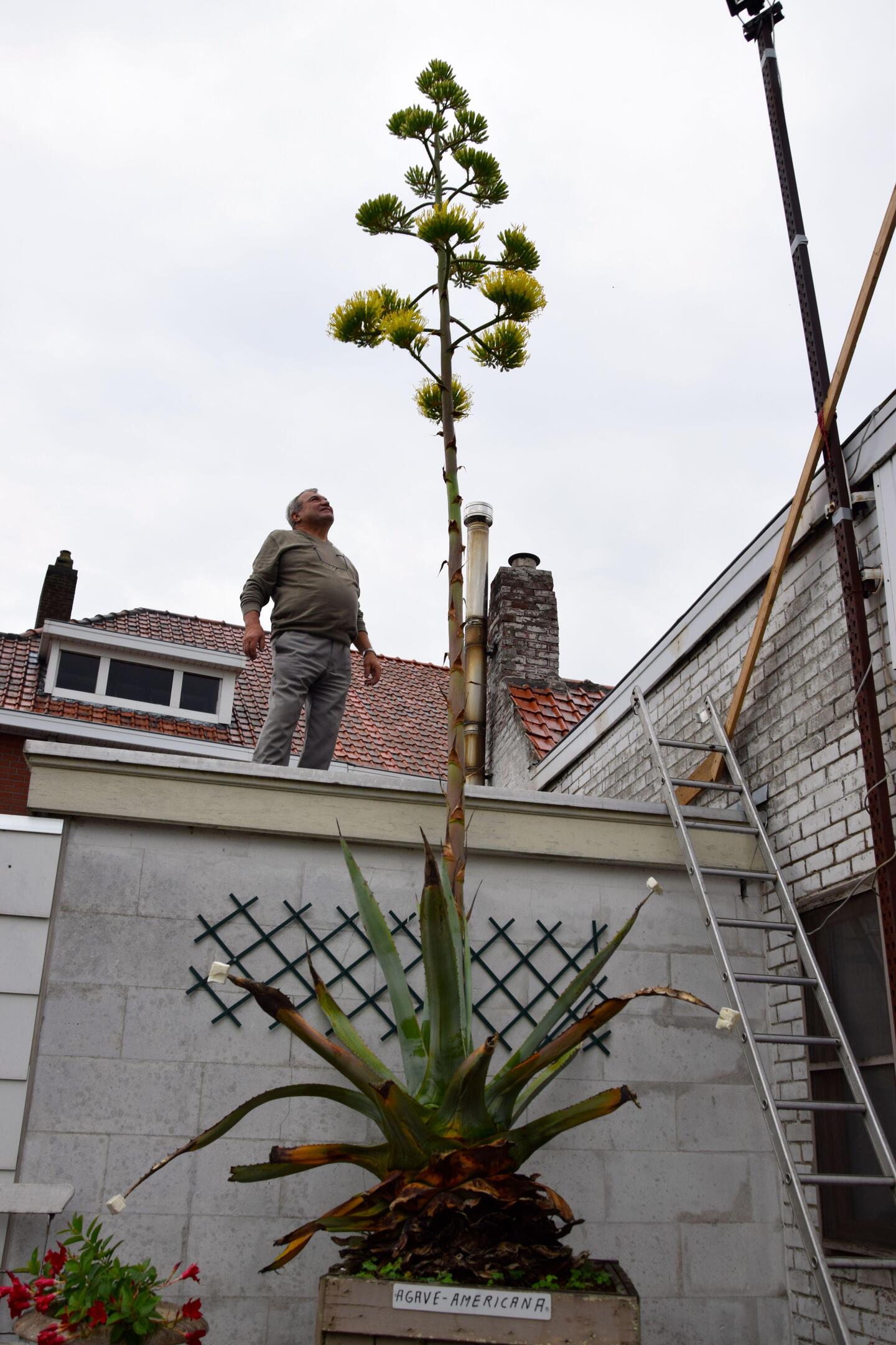 Twee agaves komen tegelijk tot bloei in Zoerselse tuin: Spijtig genoeg is  het een doodsbloem en straks afgelopen met mijn exoten | GVA