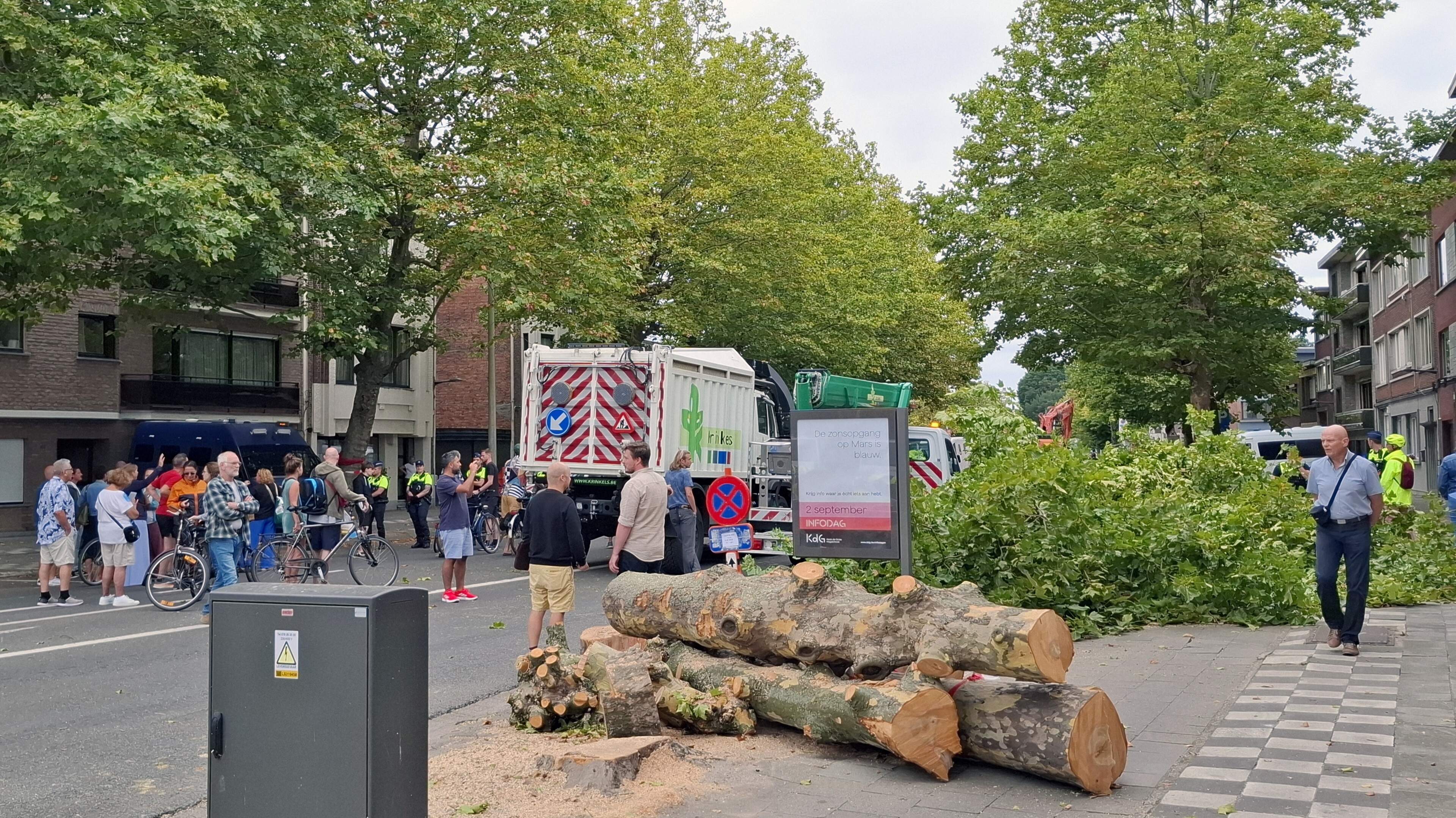 Stadsbomen moeten ouder worden: “Meer groeiruimte, zodat ze de 120 jaar halen”