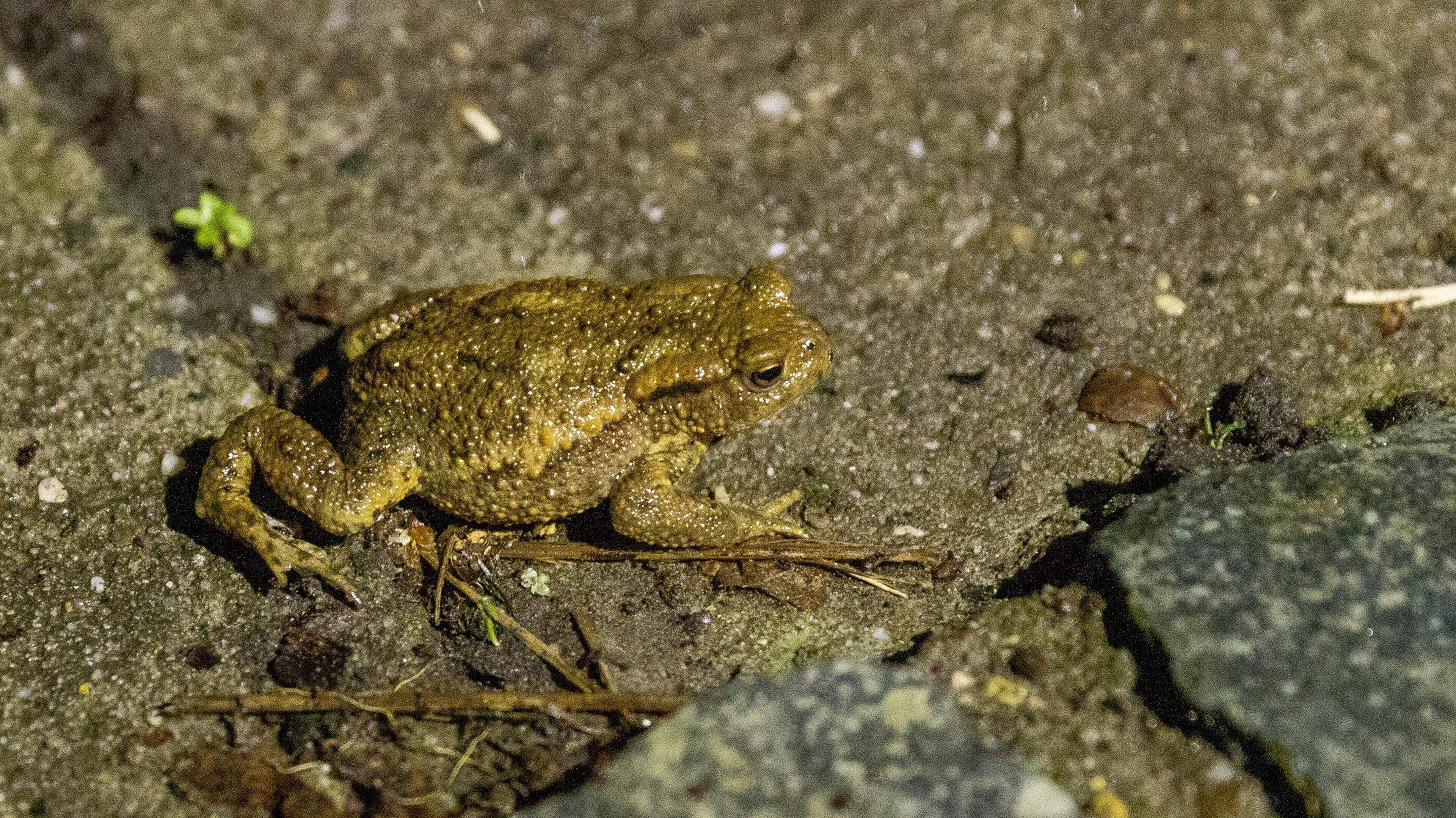 Paddentrek in Rivierenhof begint vroeger door zachte weer