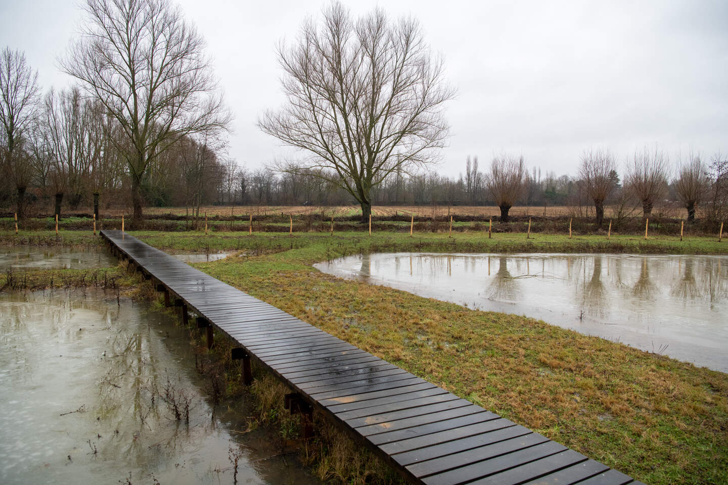 Het vlonderpad in de Edegemse Beekvallei, een stukje natuurgebied van 7 hectare dat er dankzij de inzet van de gemeente en Natuurpunt Zuidrand is gekomen. 