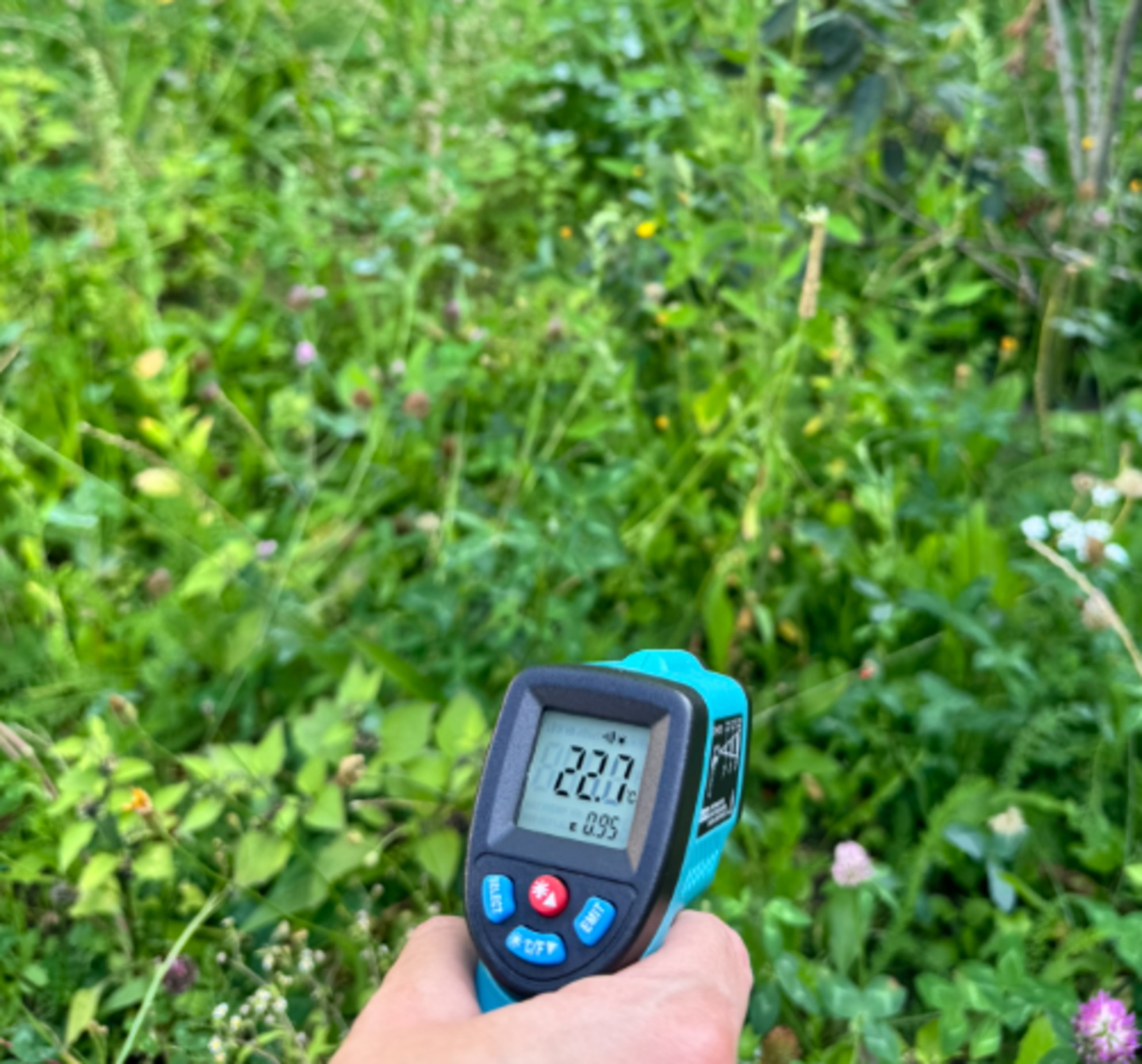 Raadslid meet temperatuur van asfalt en groenzones tijdens hittegolf ...