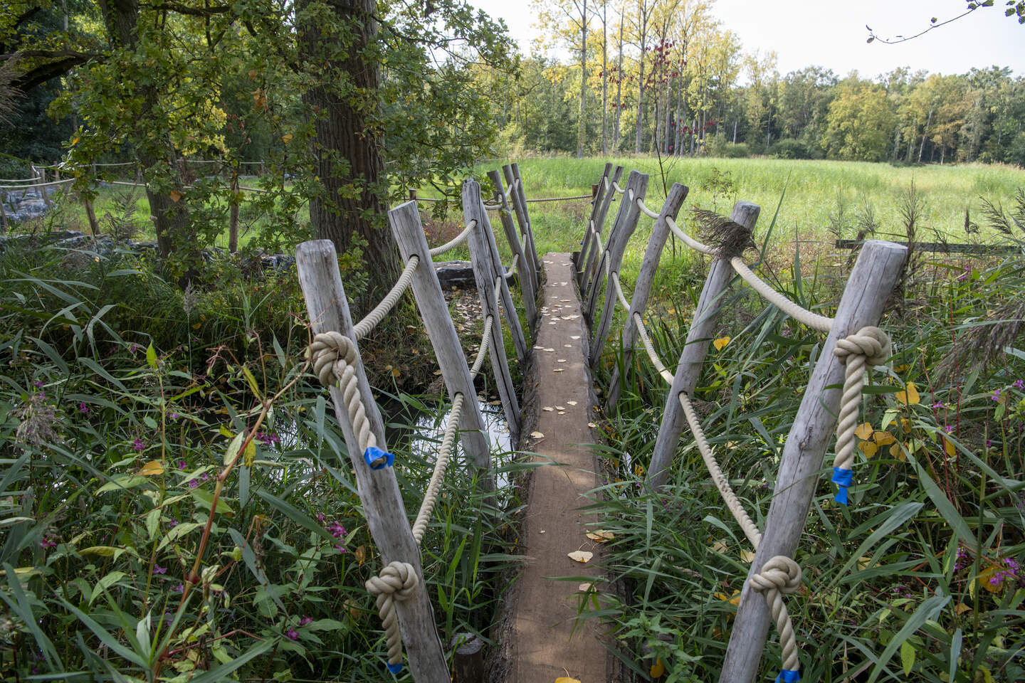 Wandelen op rotsen uit de Ardennen? Dat kan op het stenenpad in ...