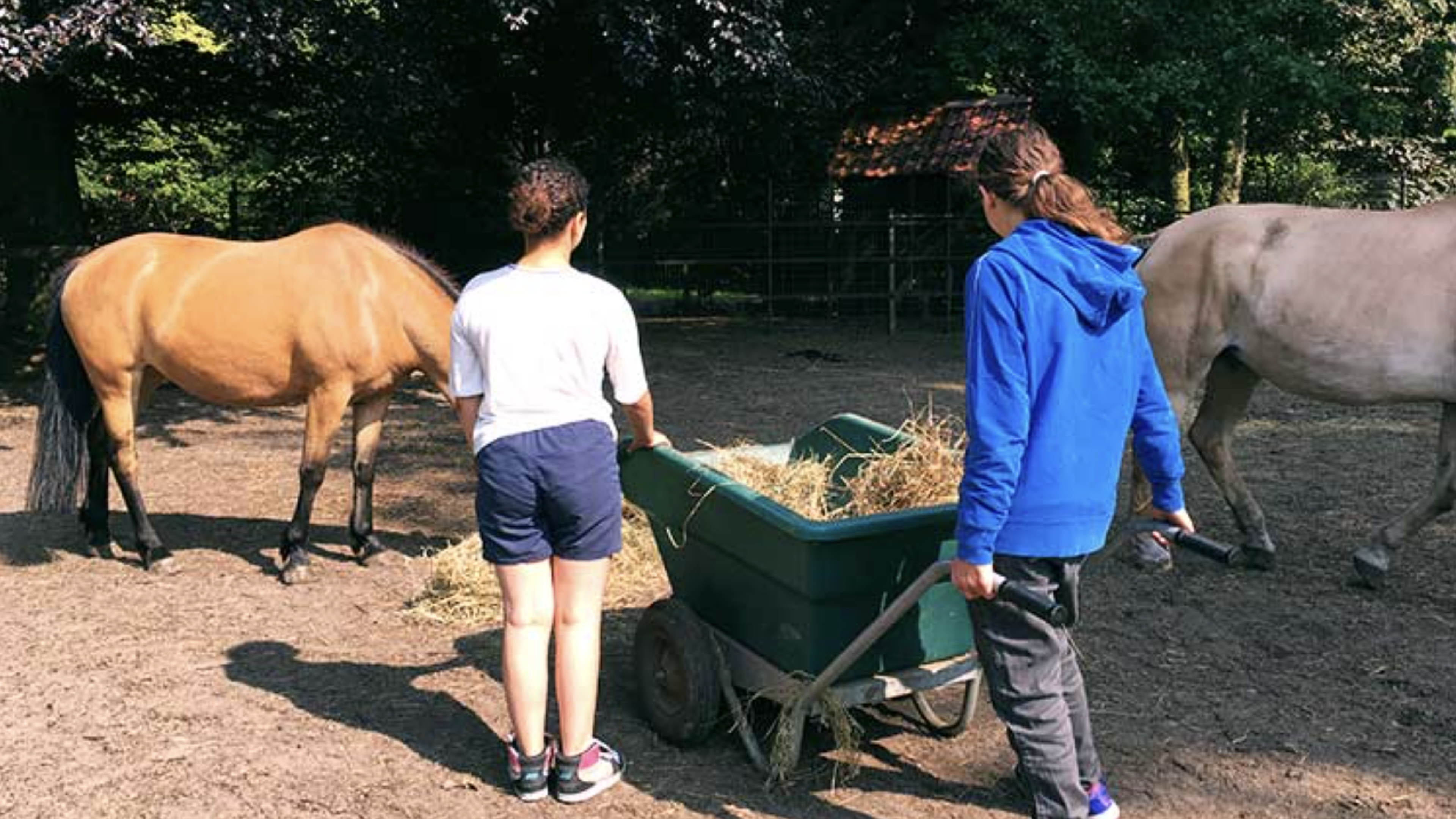 ZOMERTIPS. Van bizons tot struisvogels: 4 toffe doedingen met dieren