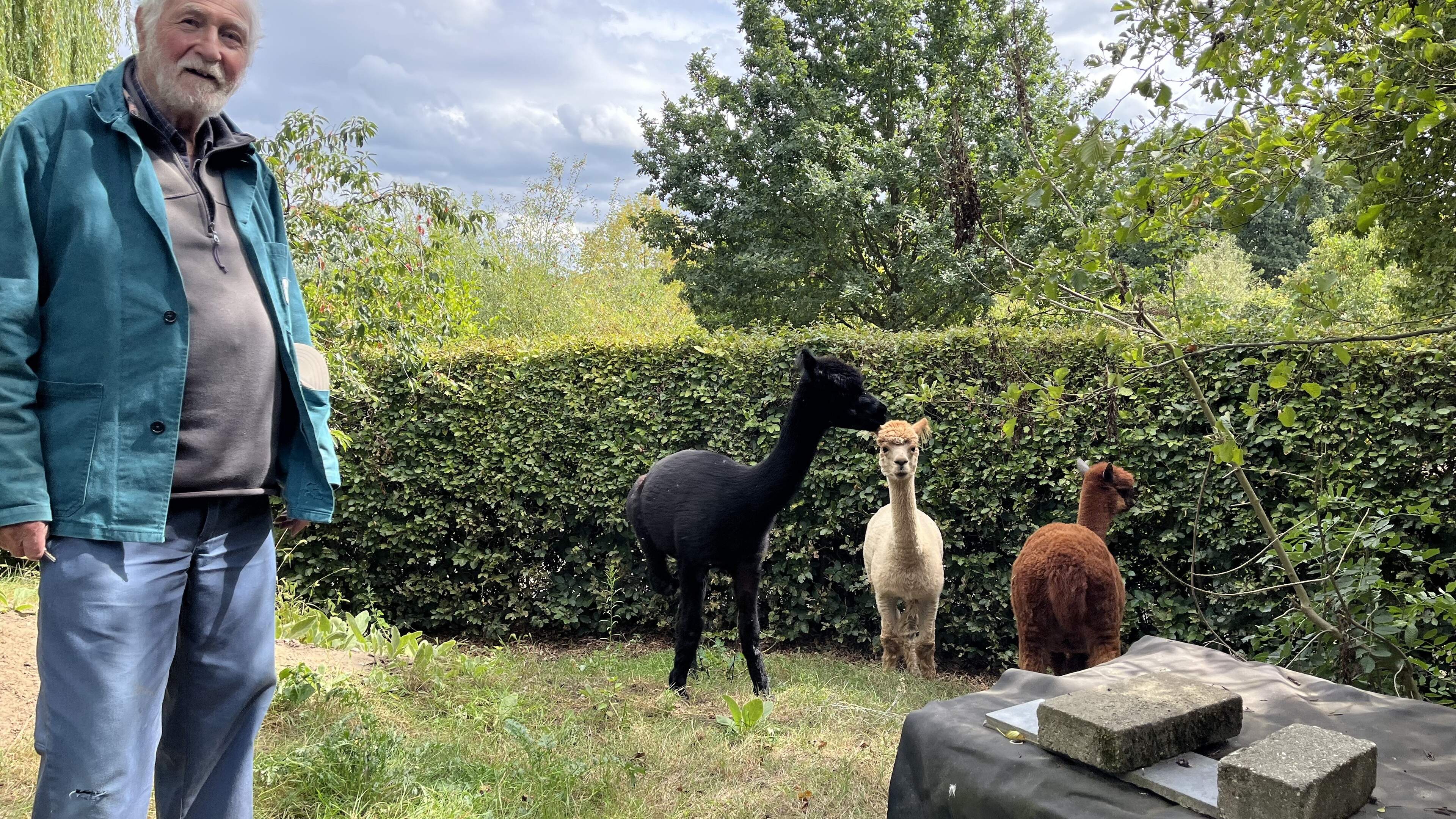Alpacahouder stapt naar vrederechter omdat gemeente bomen niet wil snoeien: “Eikels die in de weide 