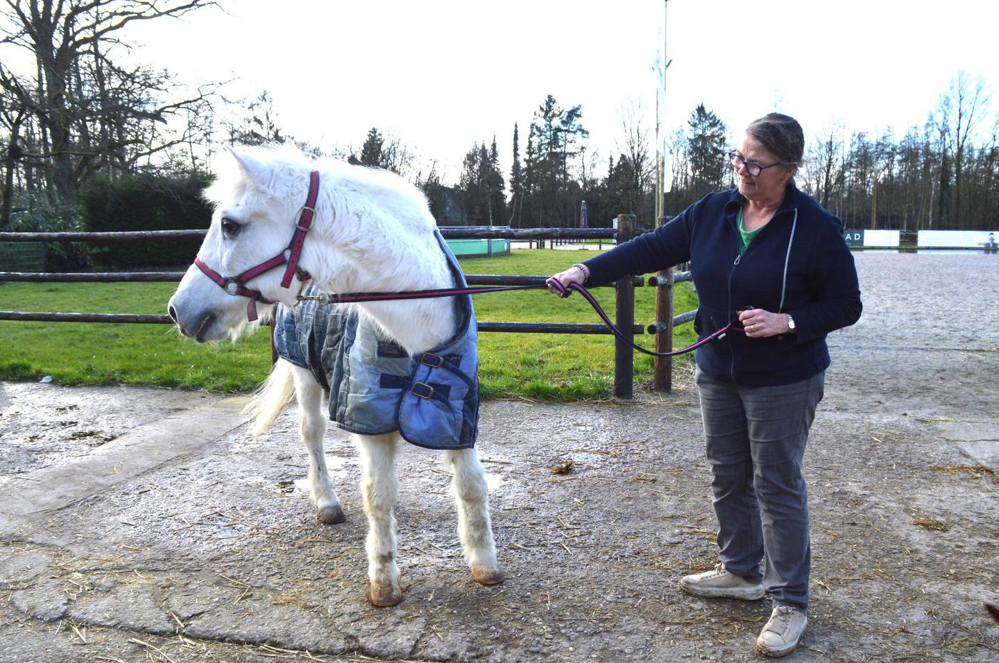 1440x956 src @ 2  фотографии @ Is Whitey (43) van Stal Brabo oudste paard van ons land? “Oud madammeke,  maar oersterk” | GVA
