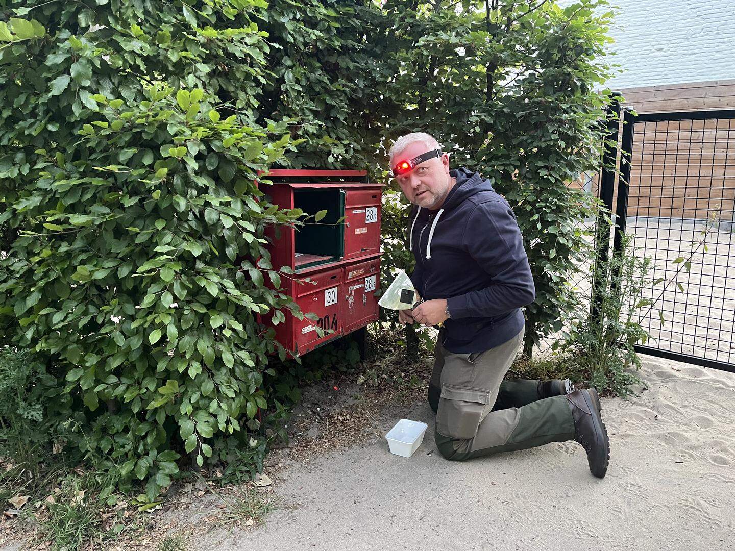 Hoornaarverdelger Luc De Cock gaat heel voorzichtig te werk. “Aziatische hoornaars zijn zeer trillingsgevoelig.”