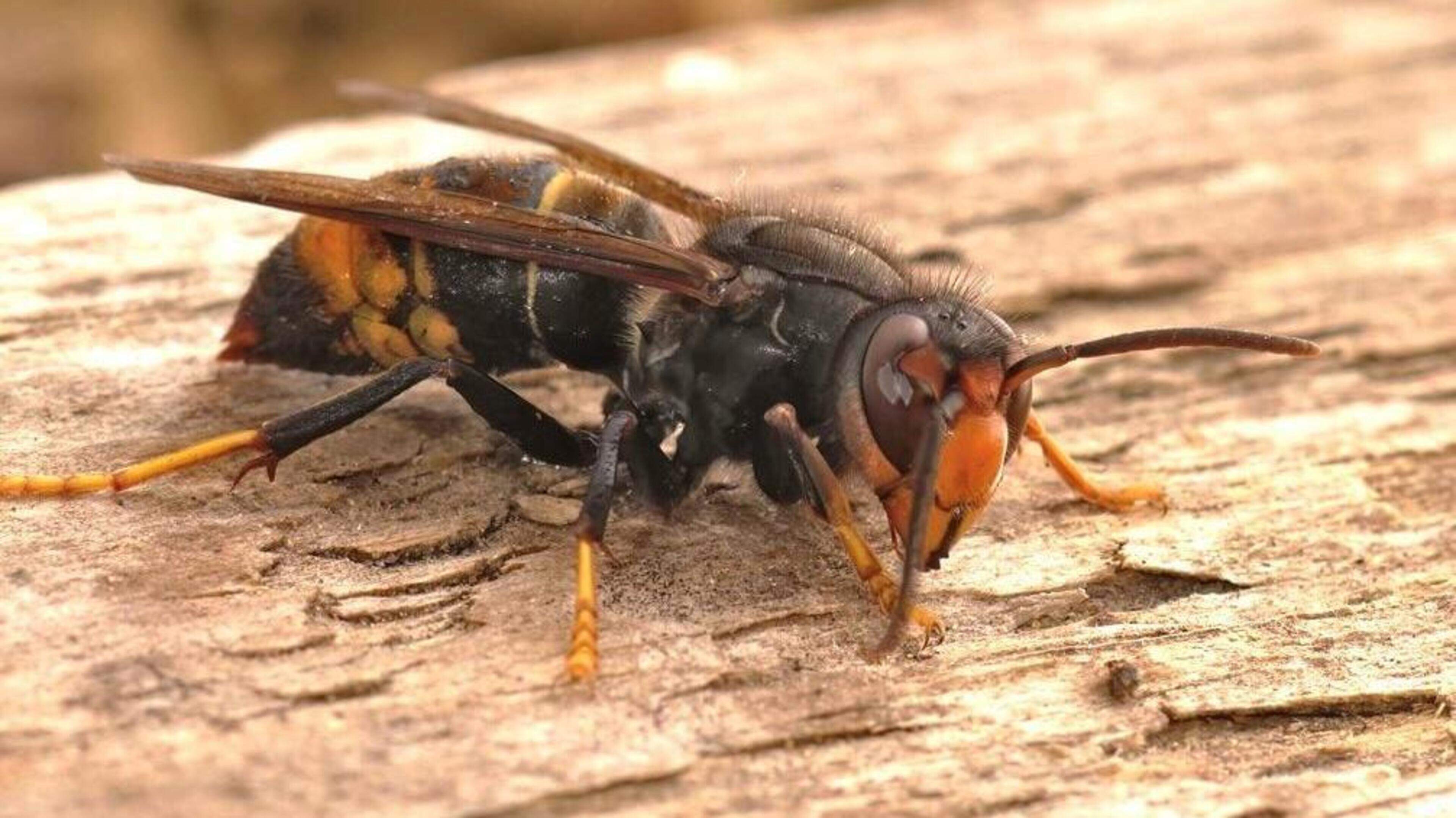 Schelle zet dit voorjaar gericht in op bestrijding Aziatische hoornaar