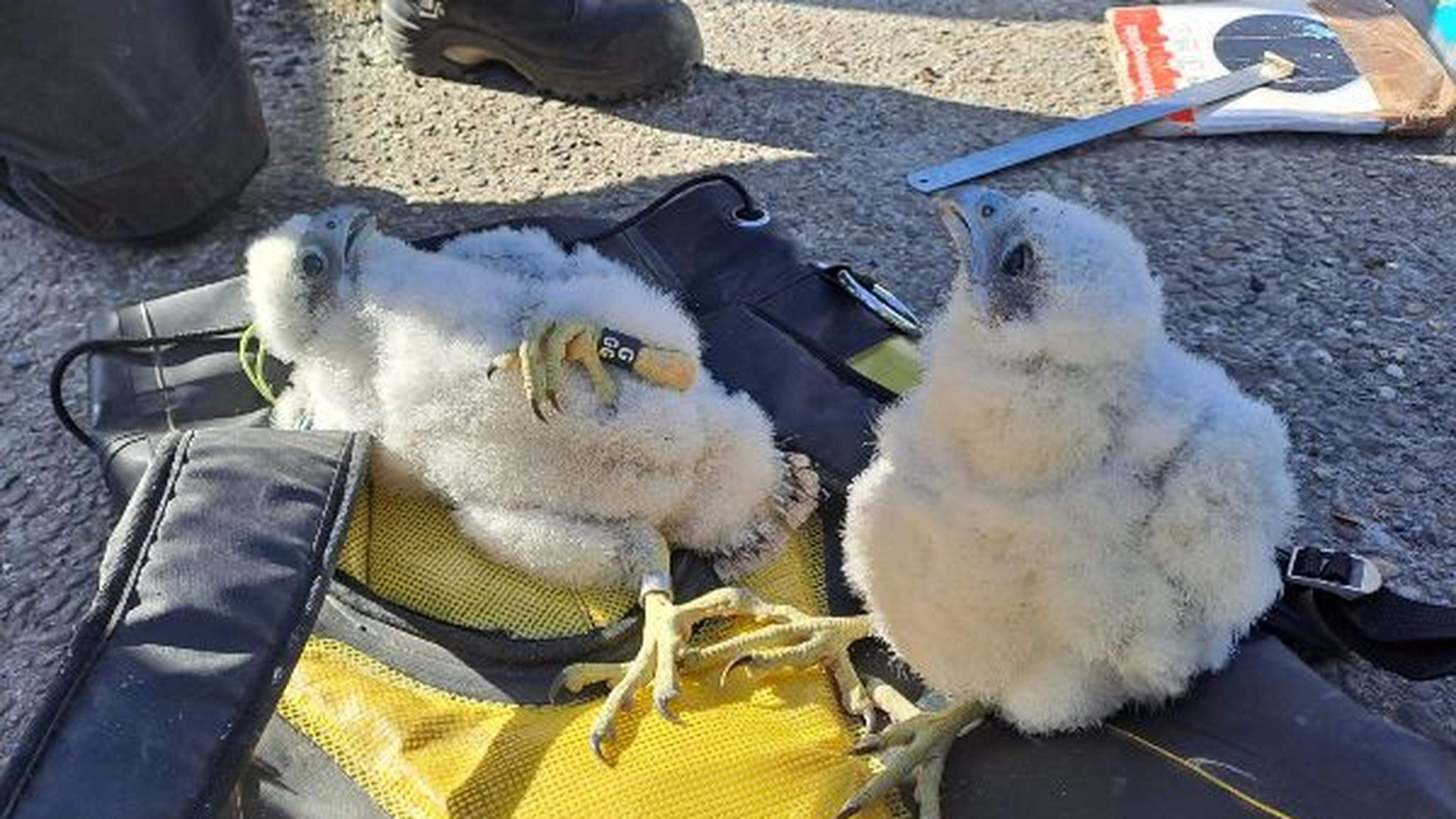 Twee slechtvalken kruipen uit het ei op Electrabel-site in Schelle
