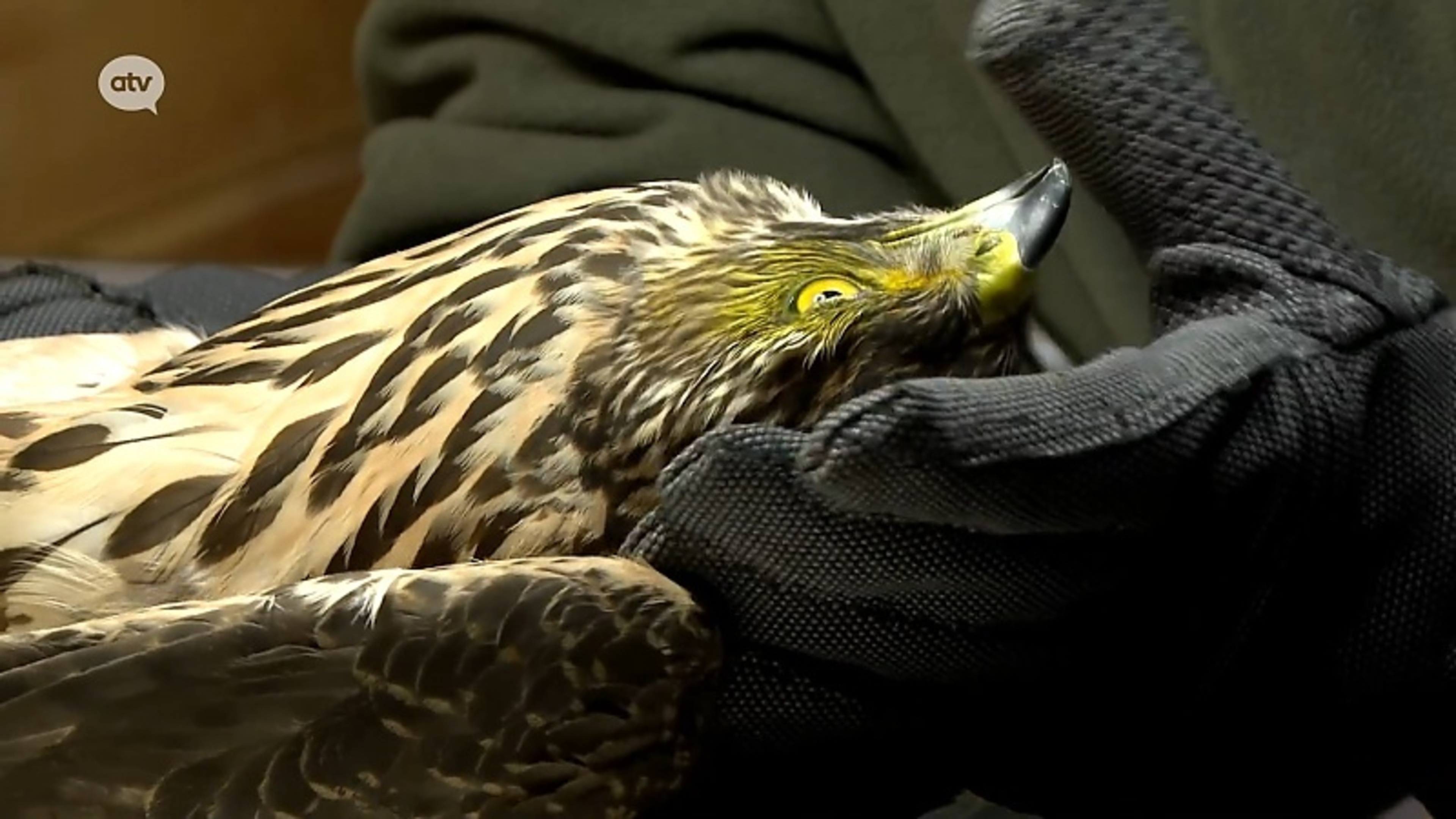Opvangcentrum in Kapellen ving dit jaar 5.309 wilde dieren op: “Vogelgriep had grote impact”