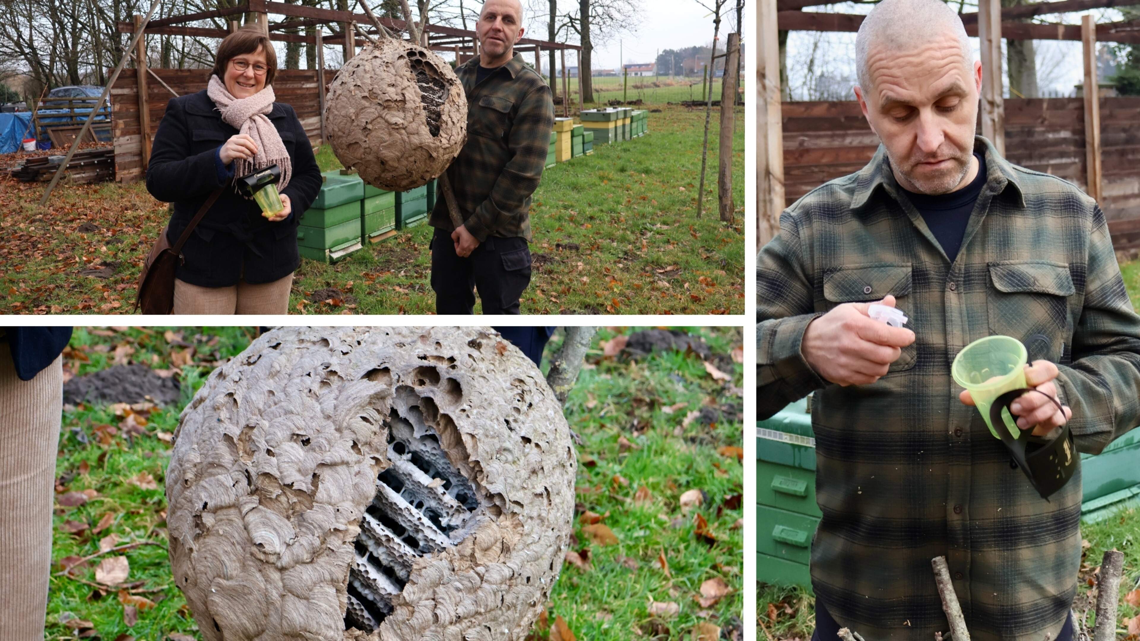 Berlaar bundelt krachten tegen Aziatische hoornaar: “Elke koningin die we nu afvangen, is later één 