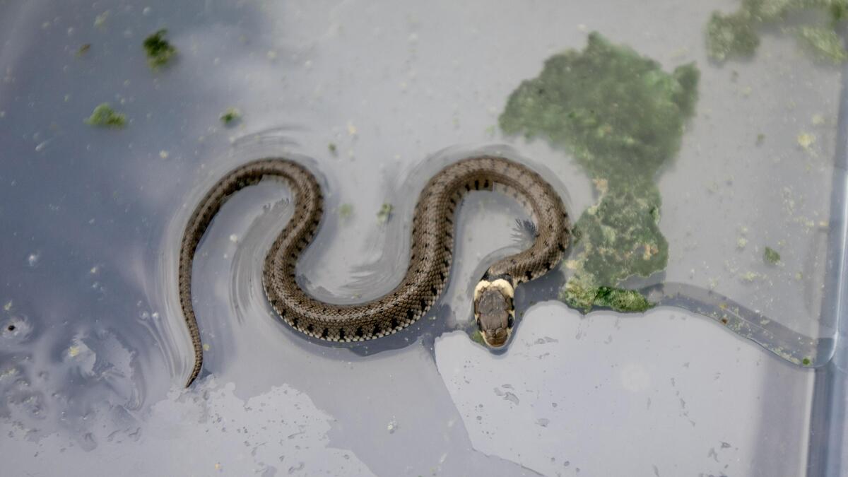 Ringslang aangetroffen in garage van Mechelse woning: “Ze zijn totaal ...