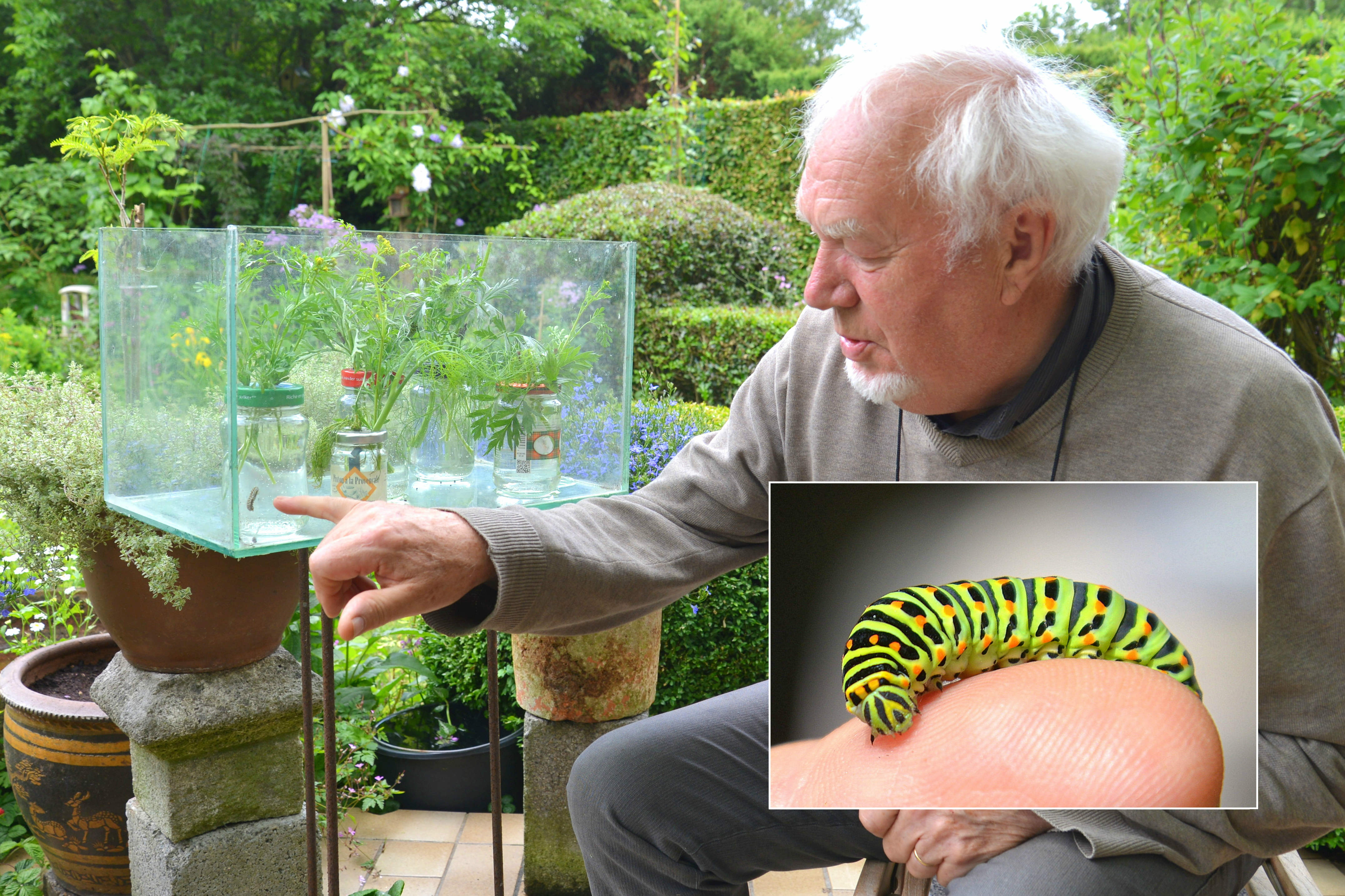 Gilbert (72) volgt proces van rups tot vlinder van dichtbij | GVA