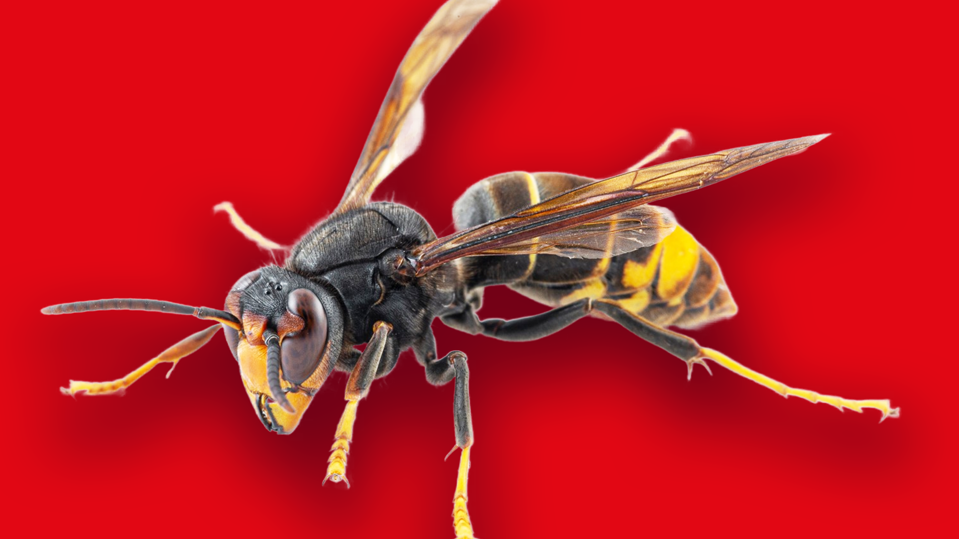 Experience Loserfruit deepfakes and the world of artificial intelligence art