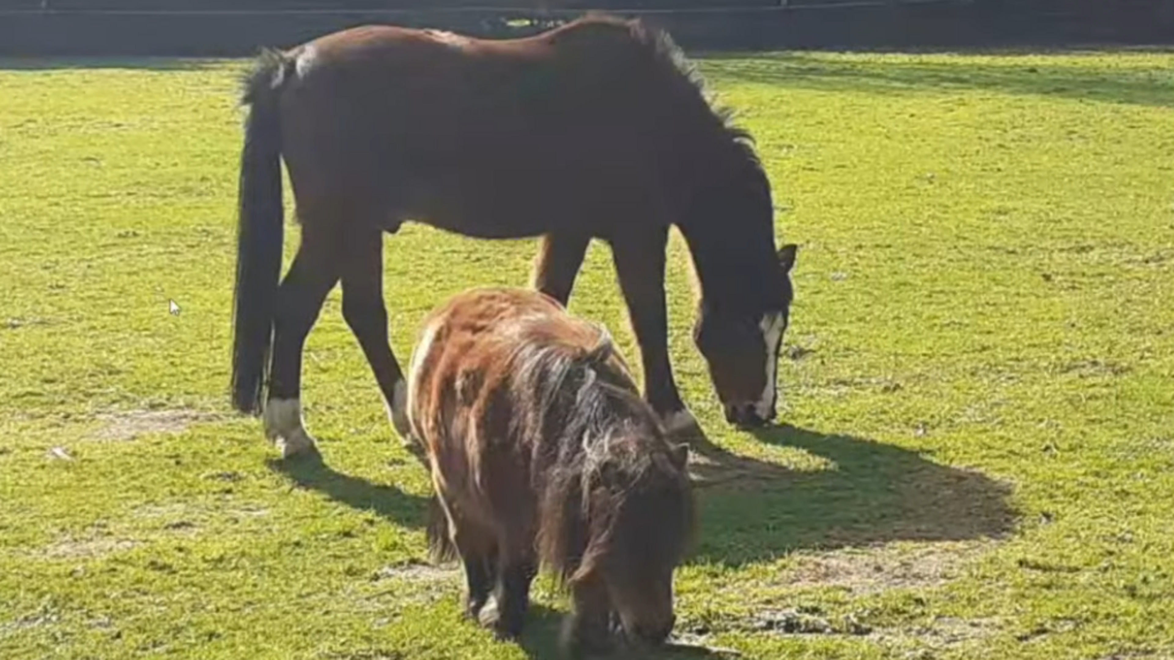Paardjes Spirit en Laika blijven op hun (kleinere) weide na aanplanting herdenkingsbos in Mortsel