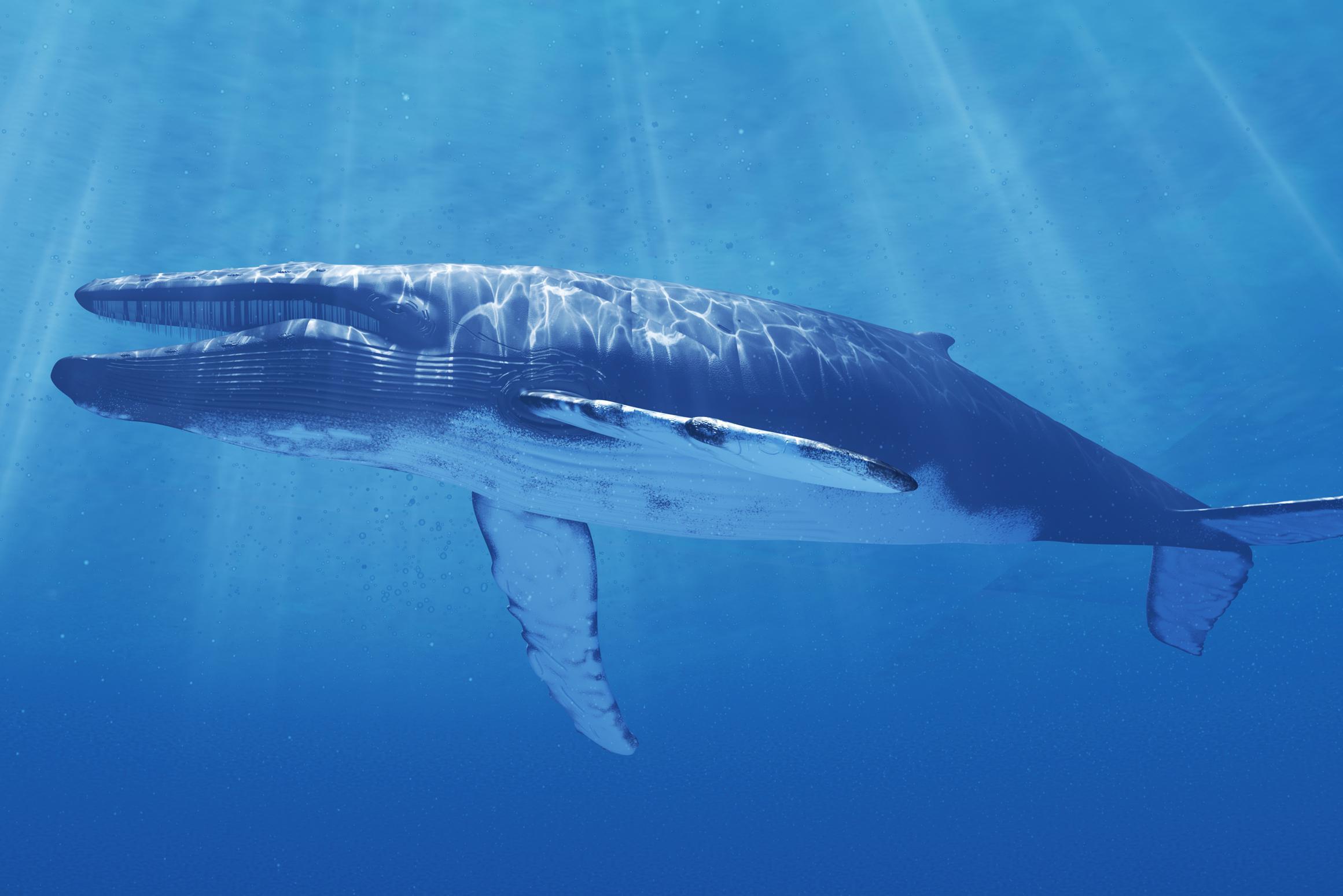 De miraculeuze terugkeer van de blauwe vinvis rond de Seychellen | GVA