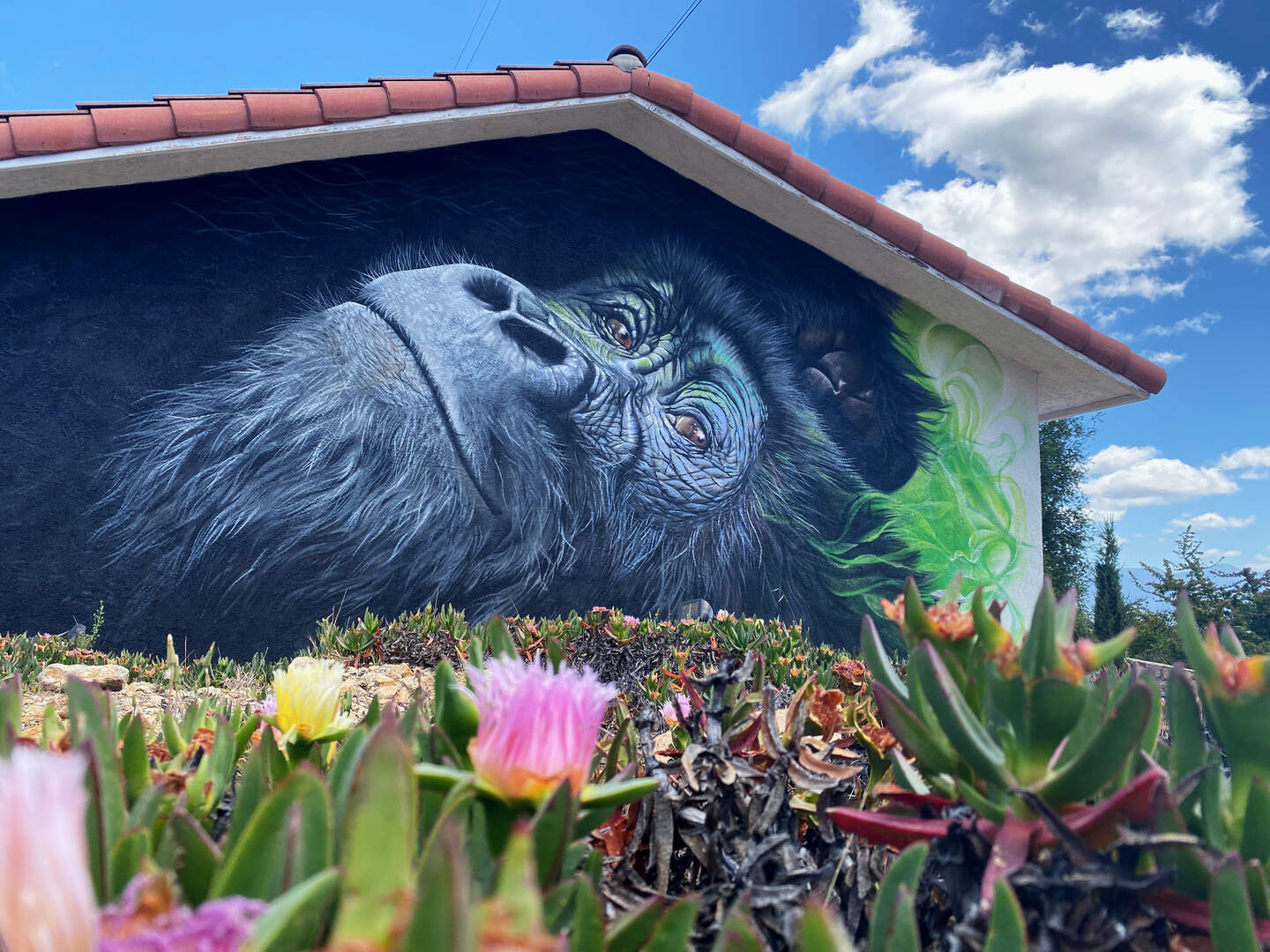 Happy Gorilla, Californië.