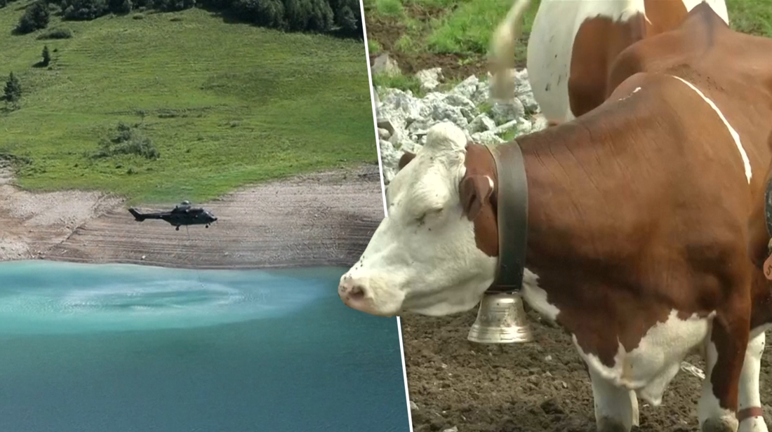 Zwitsers leger zet helikopters in om dorst van wereldberoemde Alpenkoeien te lessen